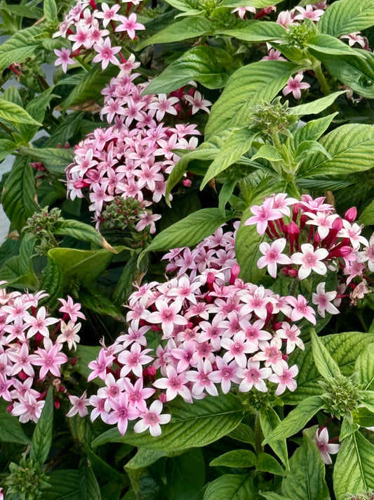 Viisikki Graffiti® Appleblossom F1 | Pentas lanceolata