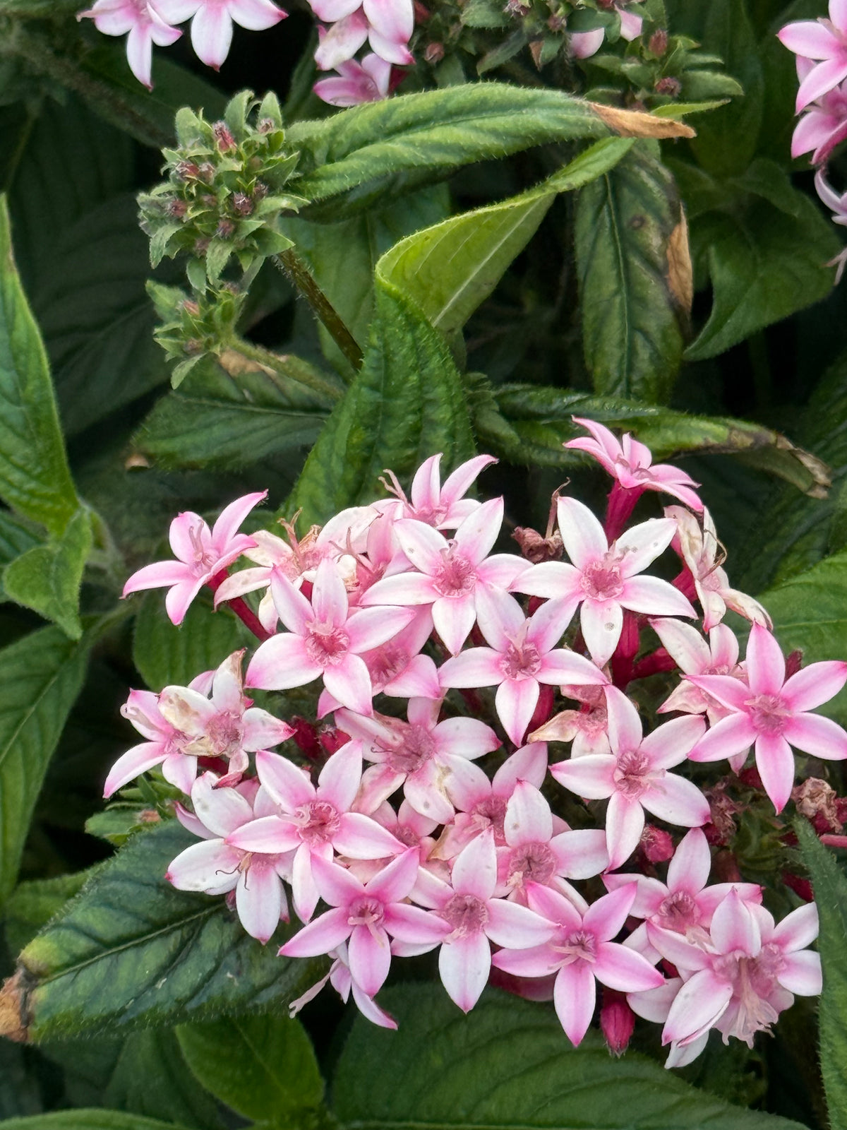 Fünfzahlstrauch Graffiti® Appleblossom F1 | Pentas lanceolata 