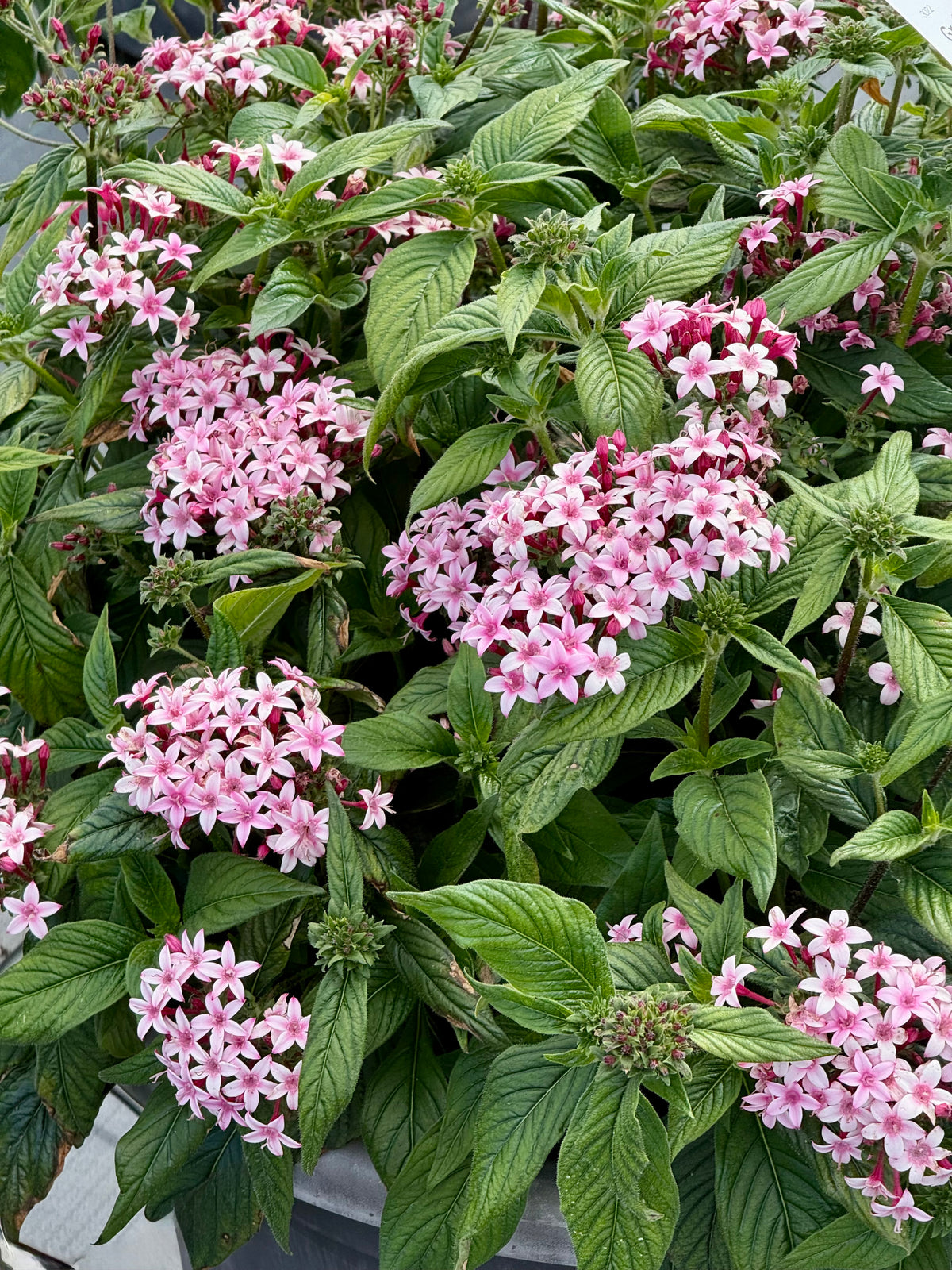 Fünfzahlstrauch Graffiti® Appleblossom F1 | Pentas lanceolata 