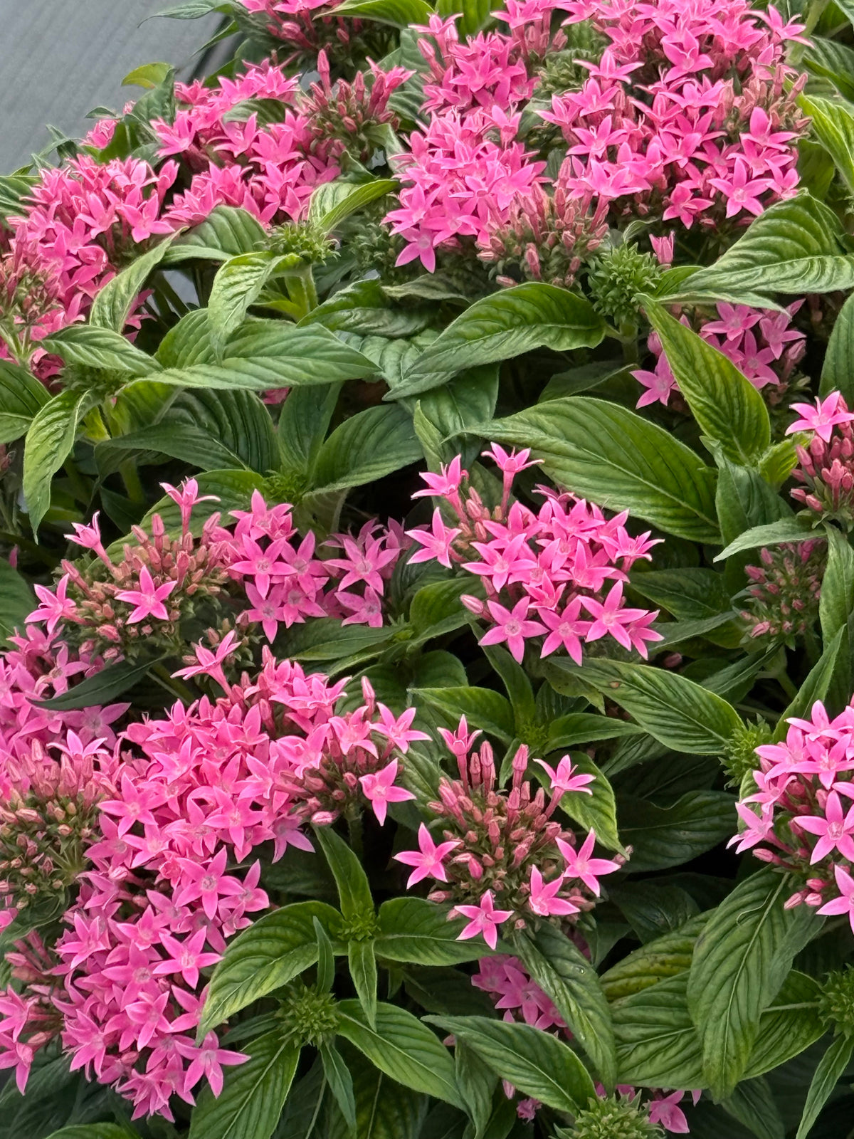 Pentas lanceolata Graffiti® Pink F1 | Egyptian Starcluster therapyofflowers.com
