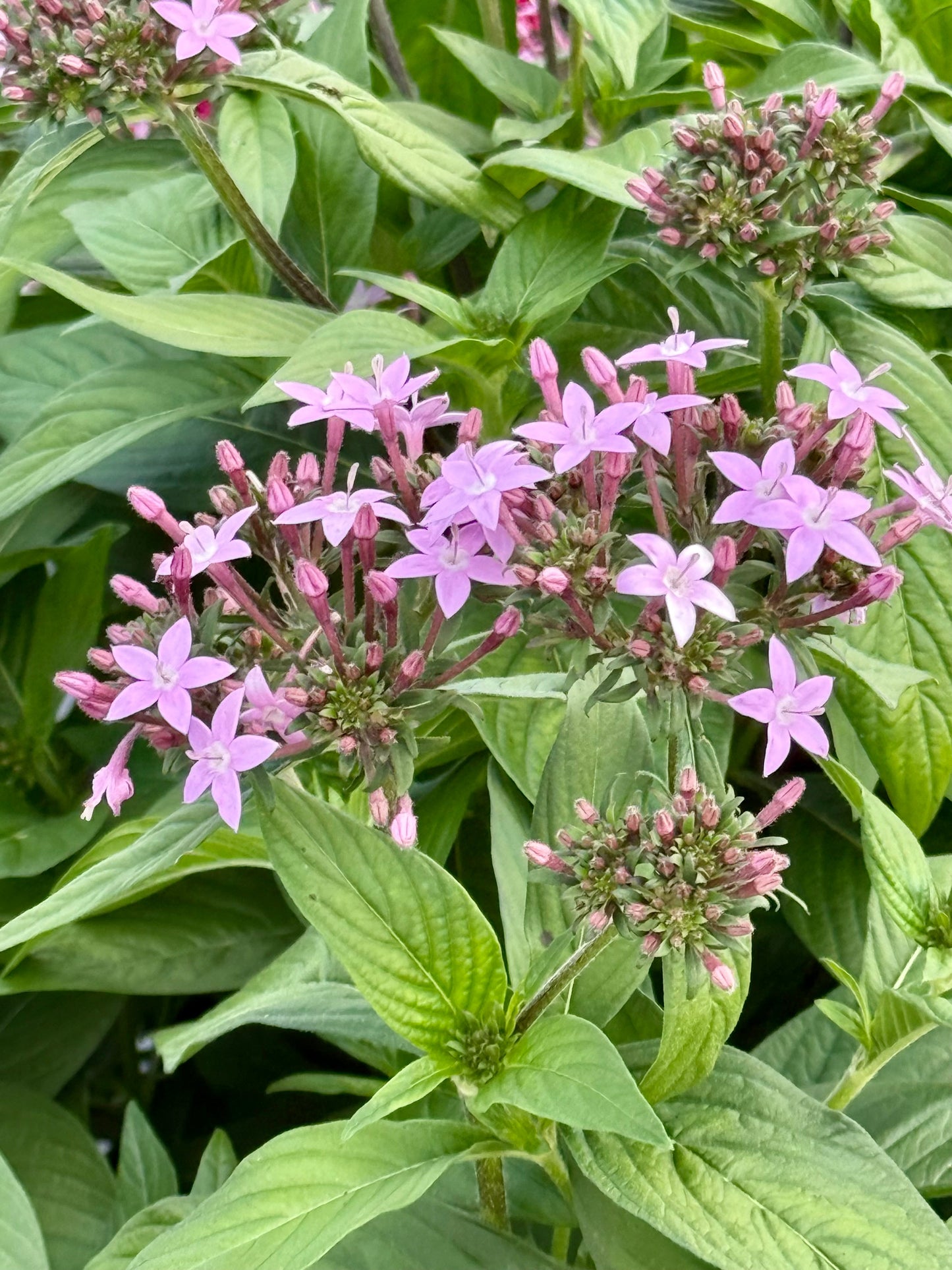 Pentas lanceolata Northern Lights® F1 | Egyptian Starcluster therapyofflowers.com