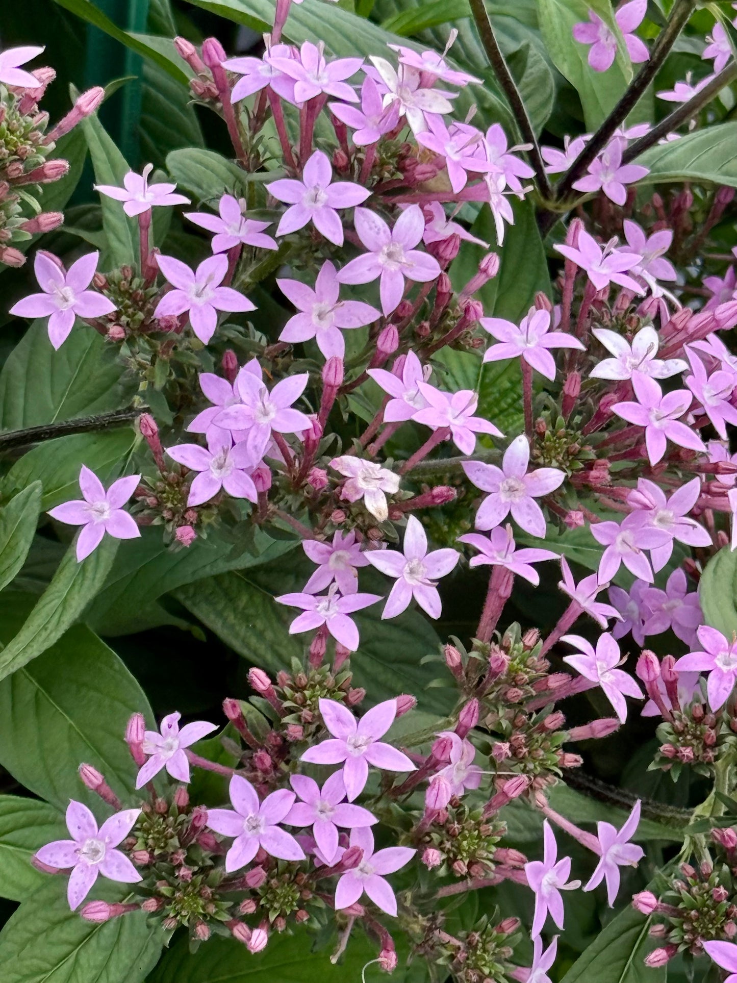 Pentas lanceolata Northern Lights® F1 | Egyptian Starcluster therapyofflowers.com