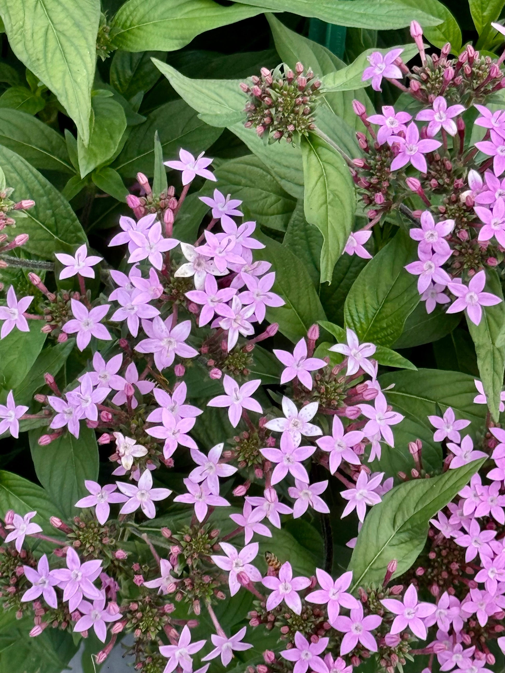 Pentas lanceolata Northern Lights® F1 | Egyptian Starcluster therapyofflowers.com