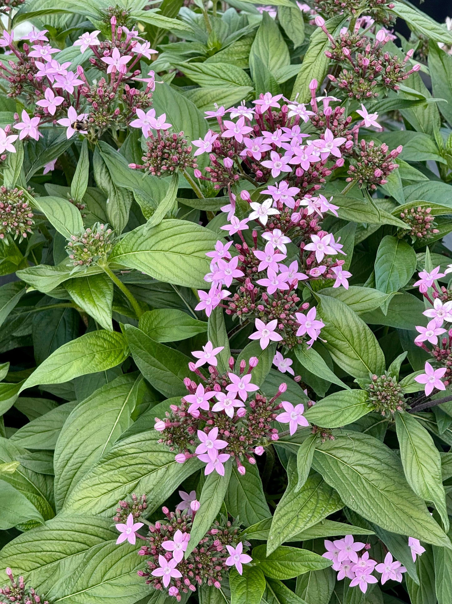 Pentas lanceolata Northern Lights® F1 | Egyptian Starcluster therapyofflowers.com