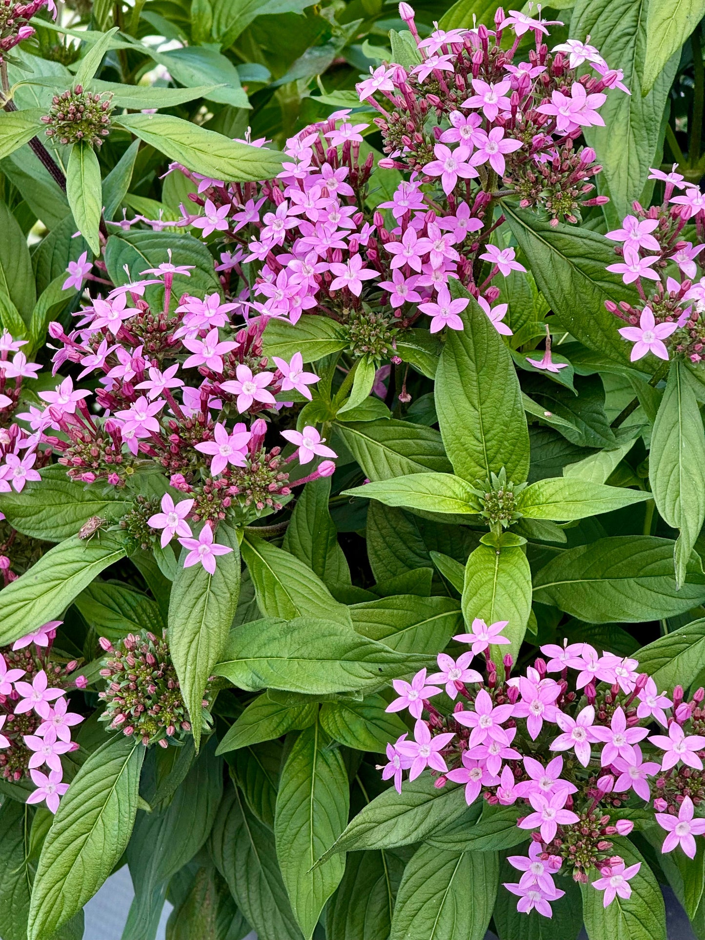 Pentas lanceolata Northern Lights® F1 | Egyptian Starcluster therapyofflowers.com