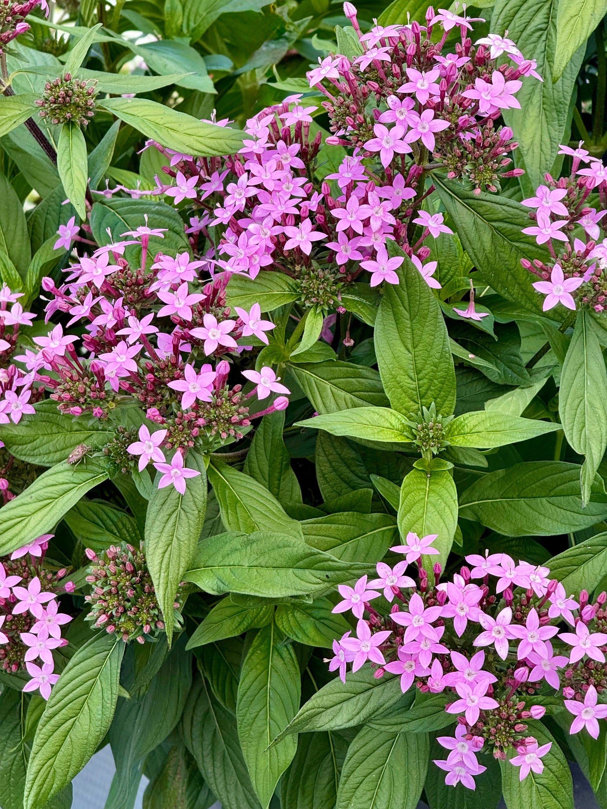 Pentas lanceolata Northern Lights® F1 | Egyptian Starcluster therapyofflowers.com