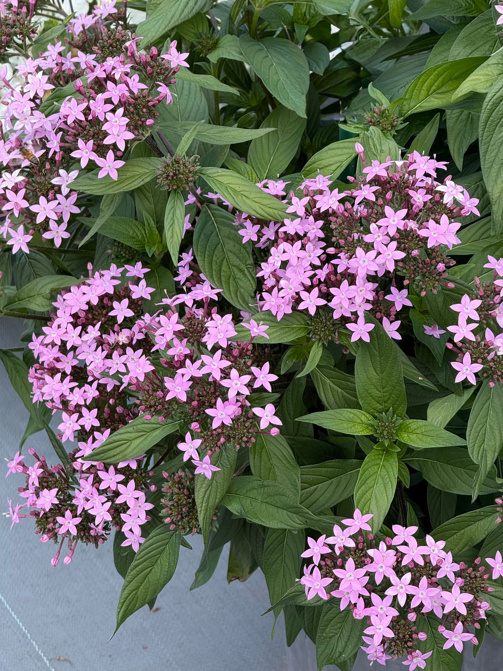 Pentas lanceolata Northern Lights® F1 | Egyptian Starcluster therapyofflowers.com