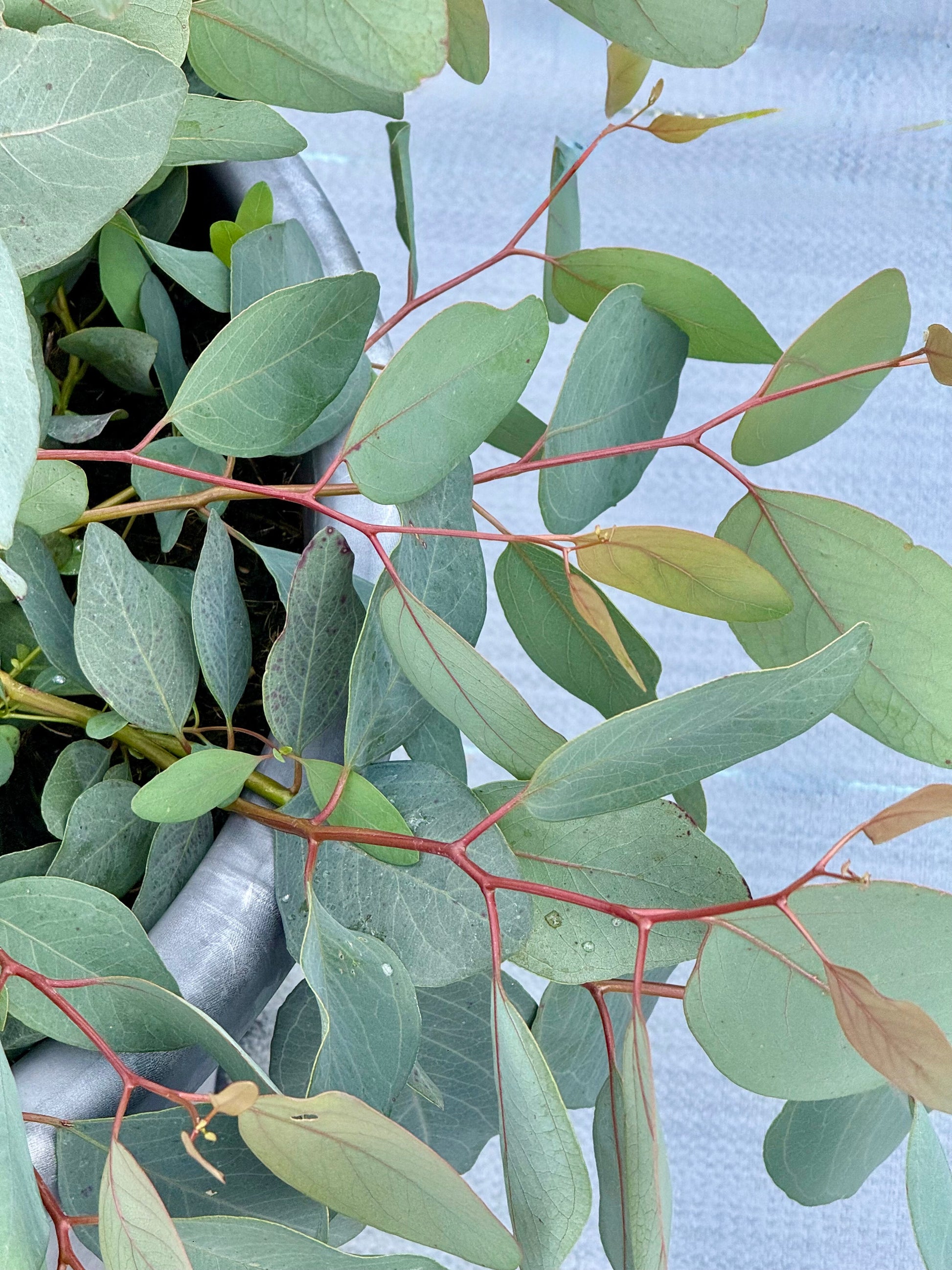Eucalyptus populnea Murray | Bimble Box Eucalyptus therapyofflowers.com