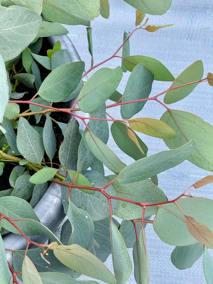 Eucalyptus populnea Murray | Bimble Box Eucalyptus therapyofflowers.com