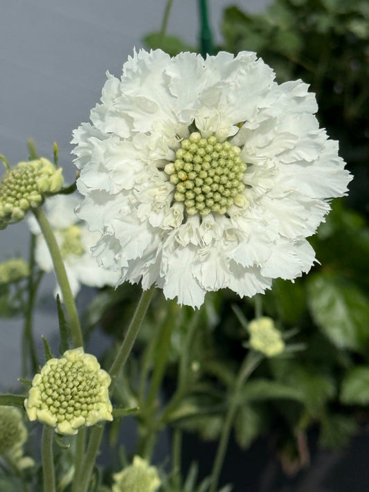 Scabiosa caucasica Fama® White | Pincushion Flower | Cut Flower therapyofflowers.com