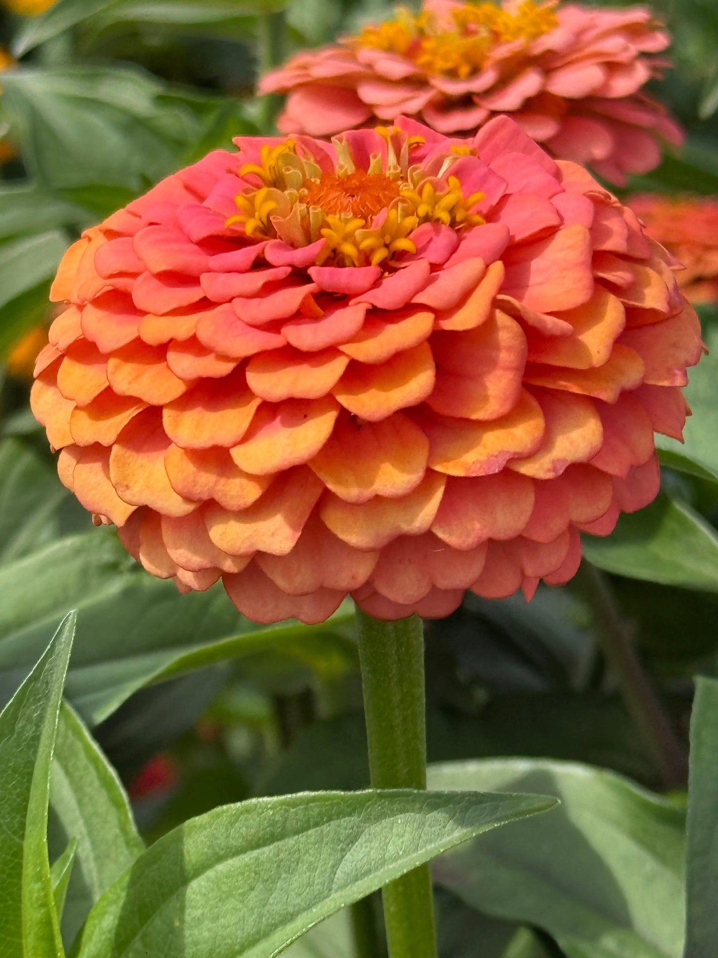 Zinnia elegans OKLAHOMA Salmon | Cut Flower Zinnia therapyofflowers.com