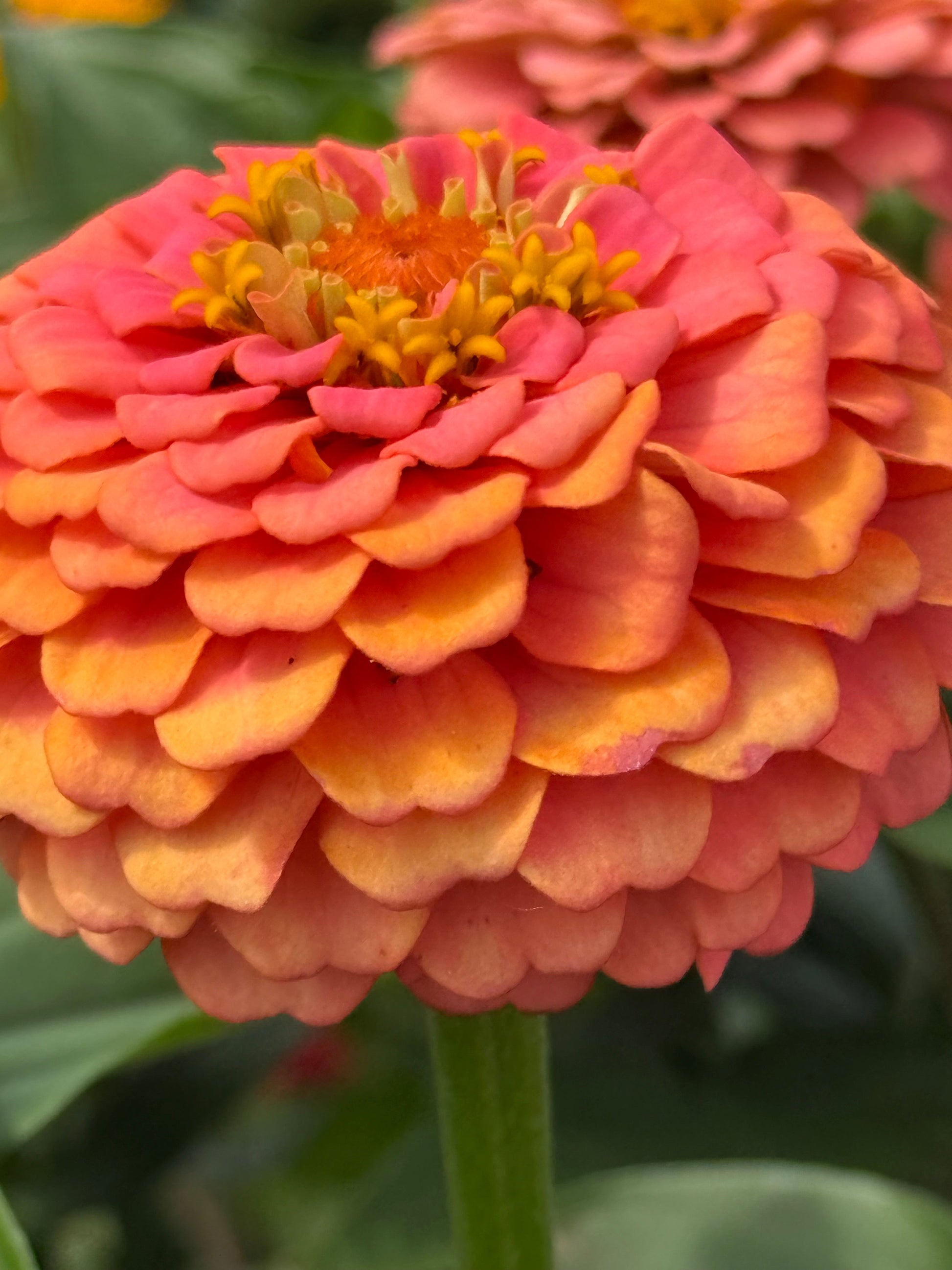 Zinnia elegans OKLAHOMA Salmon | Cut Flower Zinnia therapyofflowers.com