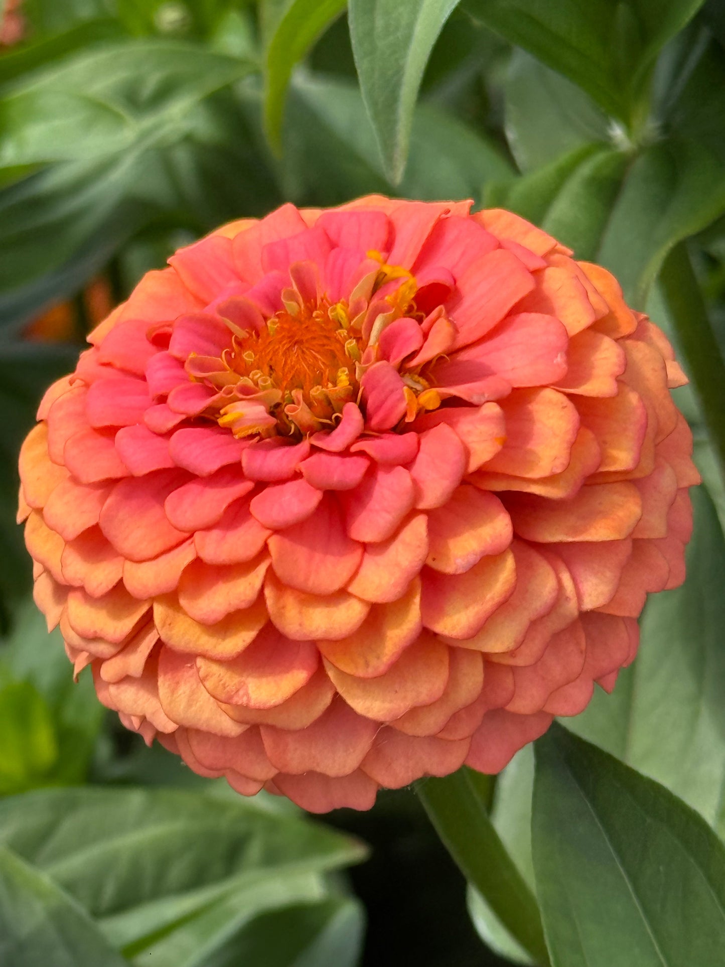 Zinnia elegans OKLAHOMA Salmon | Cut Flower Zinnia therapyofflowers.com