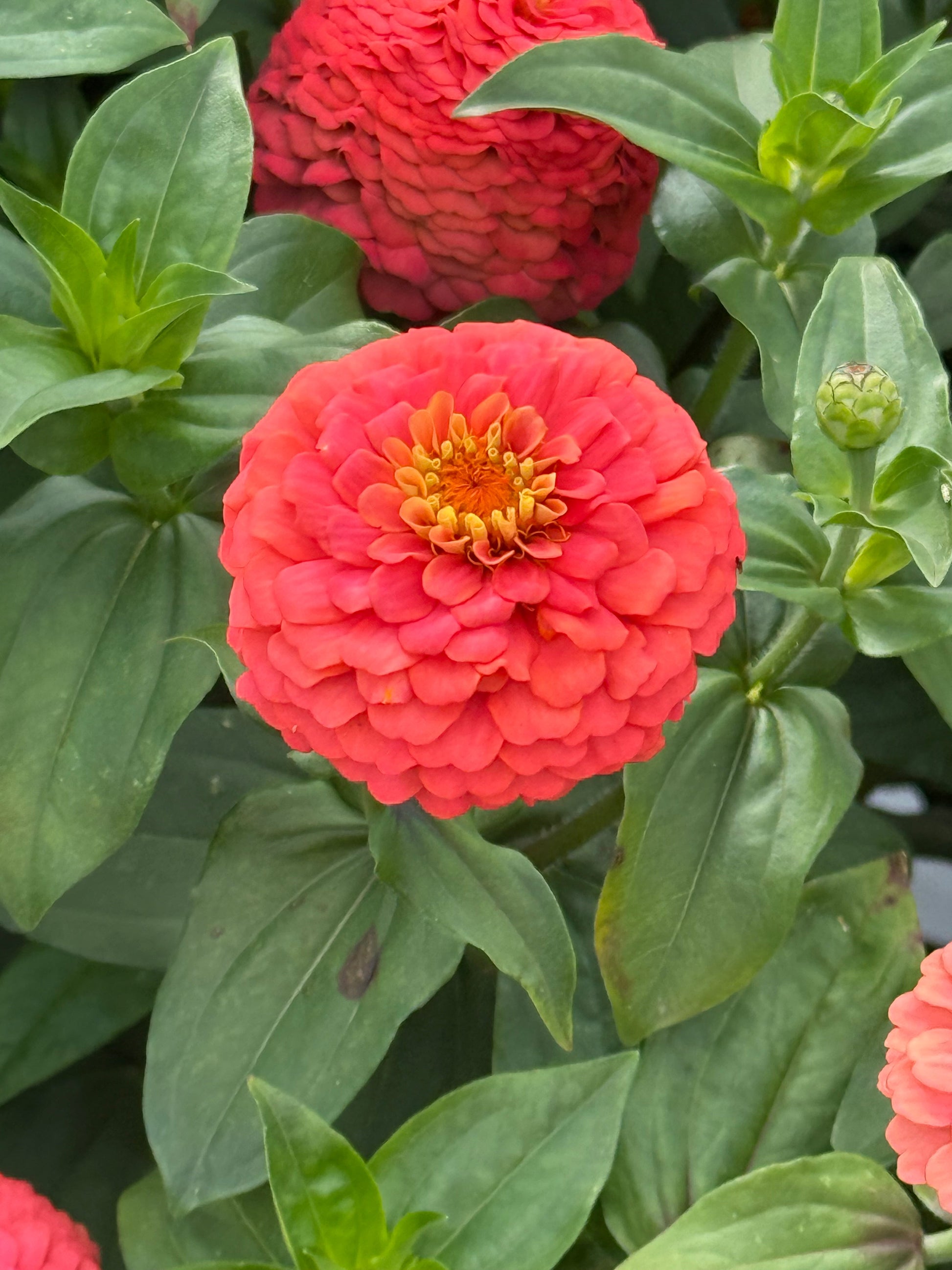 Zinnia elegans OKLAHOMA Salmon | Cut Flower Zinnia therapyofflowers.com