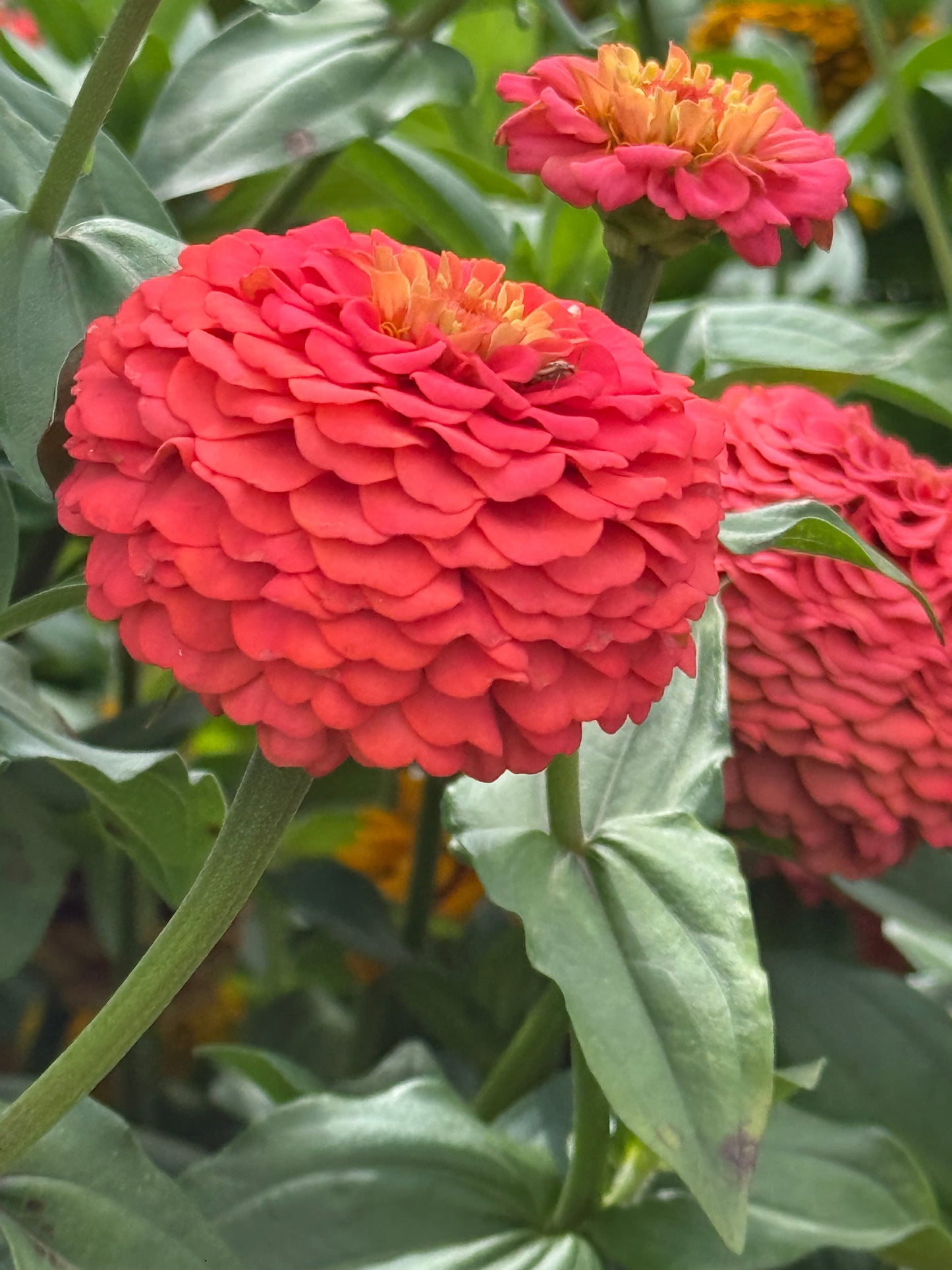 Zinnia elegans OKLAHOMA Salmon | Cut Flower Zinnia therapyofflowers.com