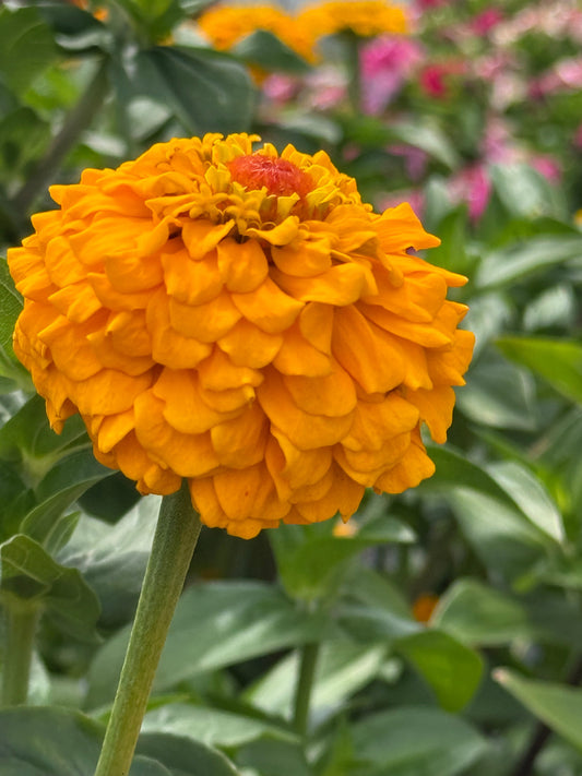 Zinnia elegans OKLAHOMA Golden Yellow | Cut Flower Zinnia therapyofflowers.com