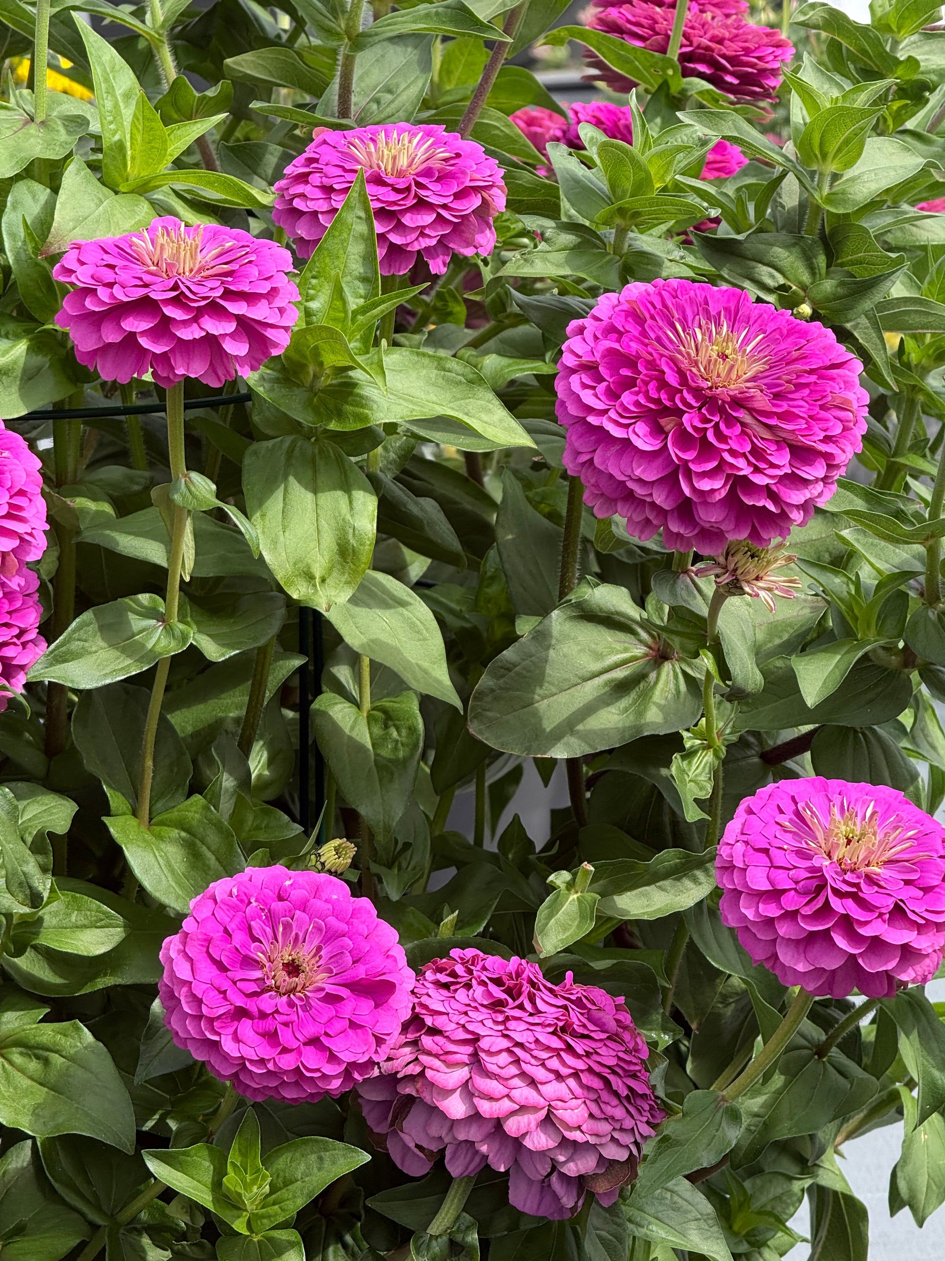 Zinnia elegans Benary's Giant Lilac | Cut Flower therapyofflowers.com