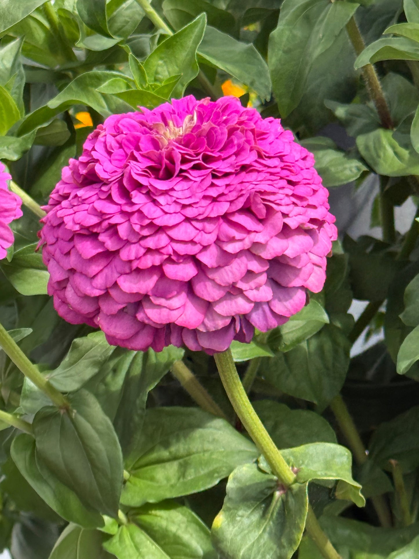 Zinnia elegans Benary's Giant Lilac | Cut Flower therapyofflowers.com