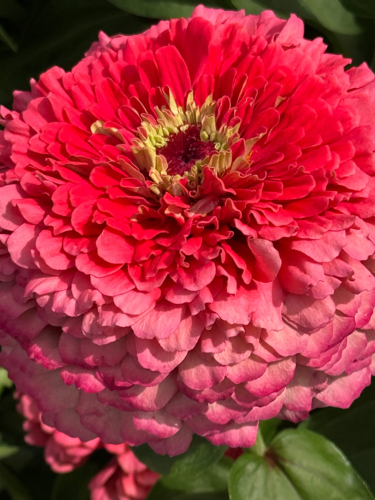 Zinnia elegans Benary's Giant Carmine therapyofflowers.com
