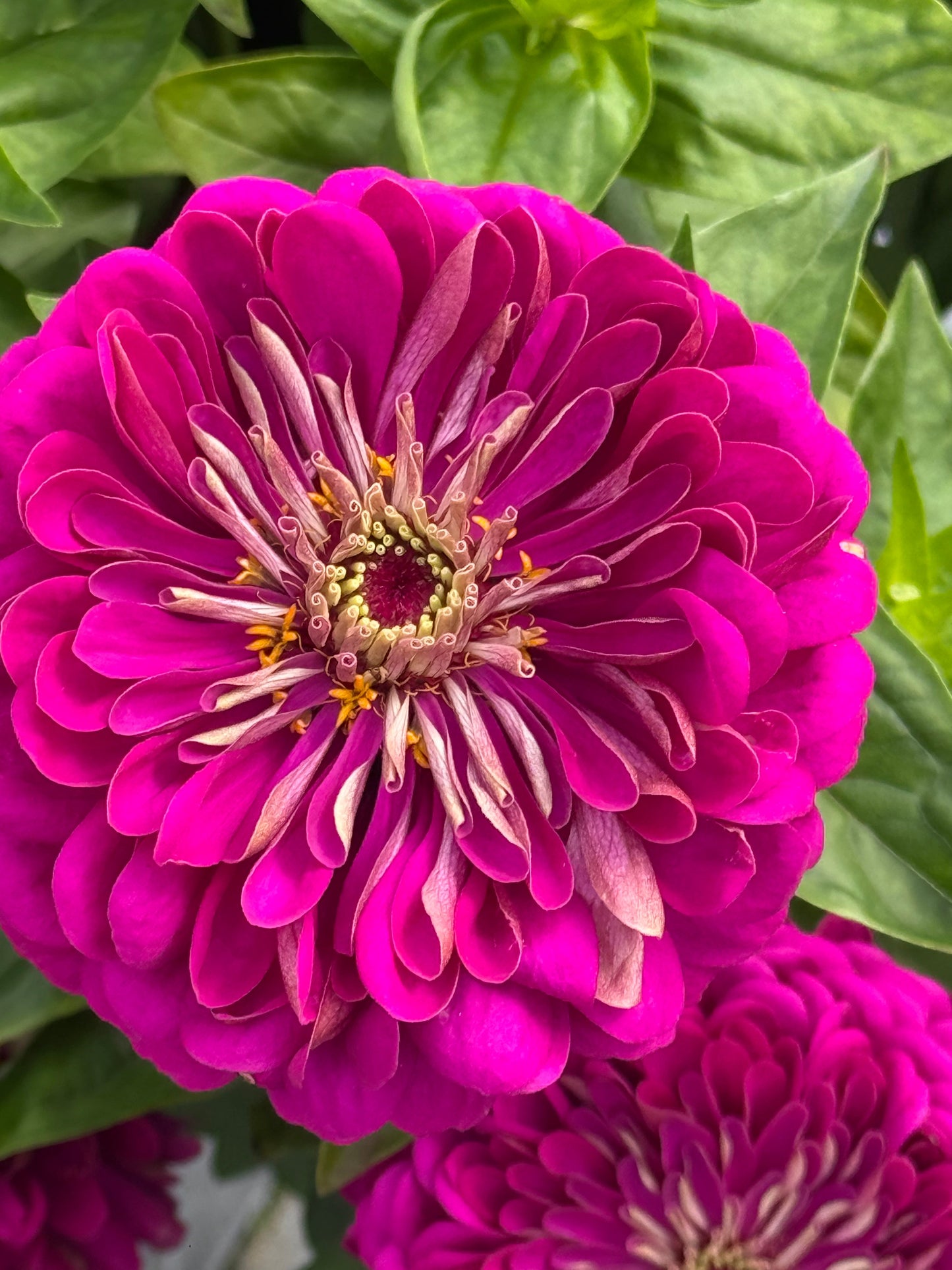 Zinnia elegans Benary's Giant Purple therapyofflowers.com