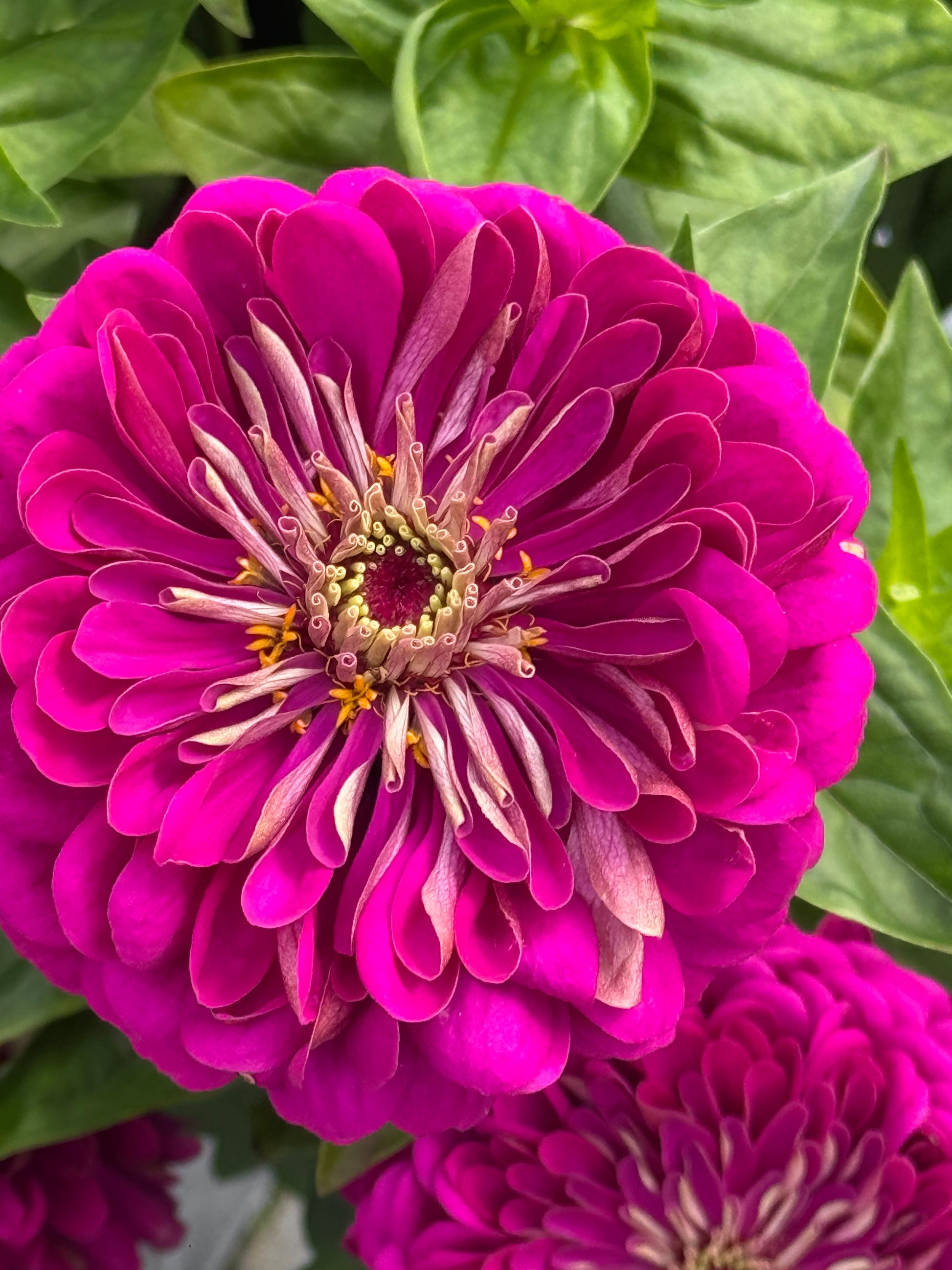 Zinnia elegans Benary's Giant Purple therapyofflowers.com