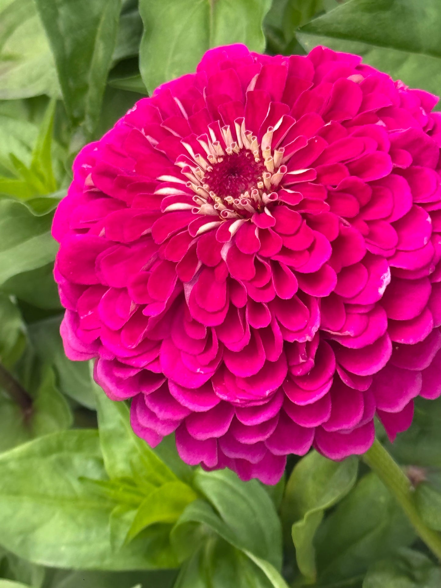 Zinnia elegans Benary's Giant Purple therapyofflowers.com