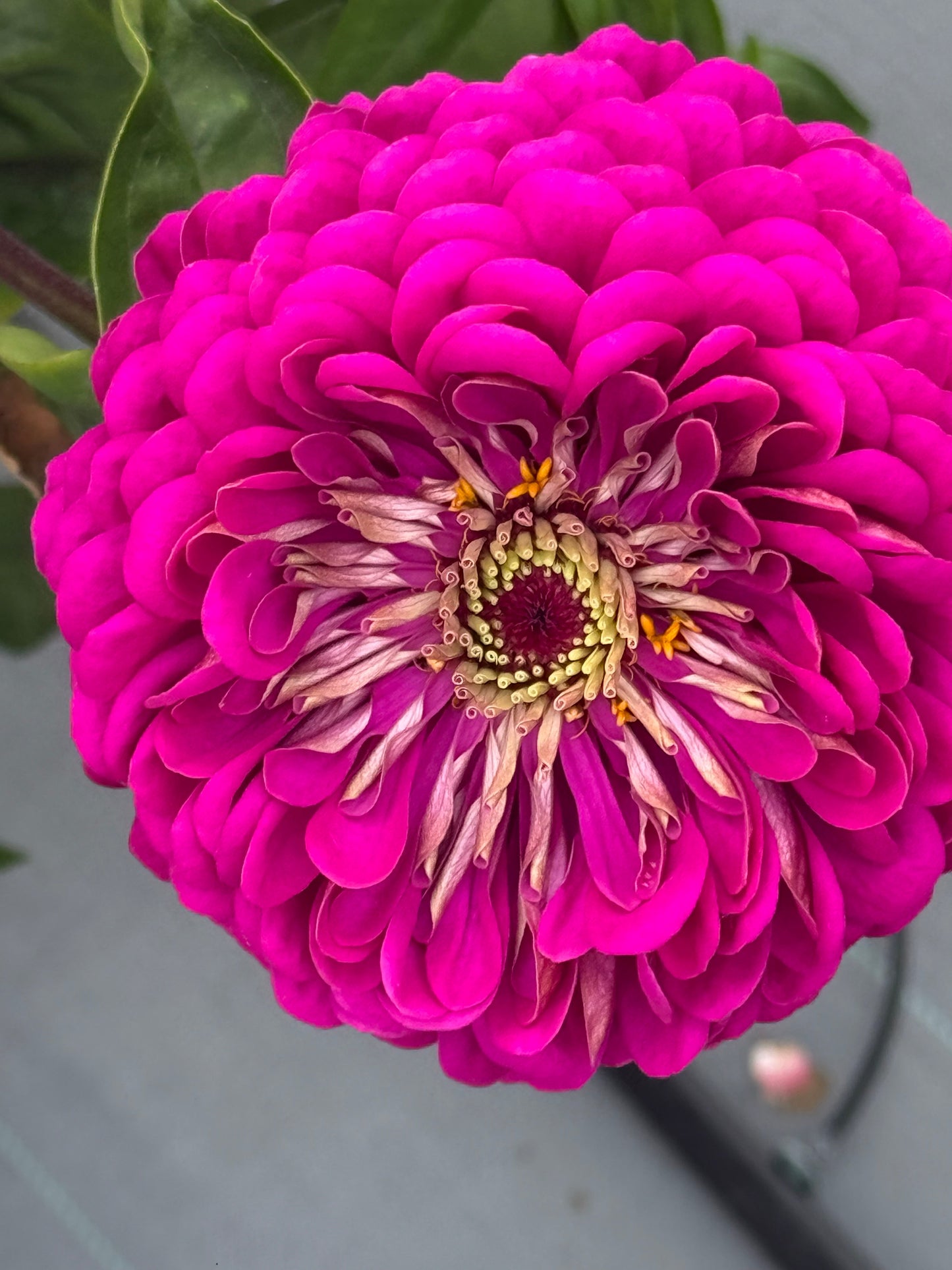 Zinnia elegans Benary's Giant Purple therapyofflowers.com