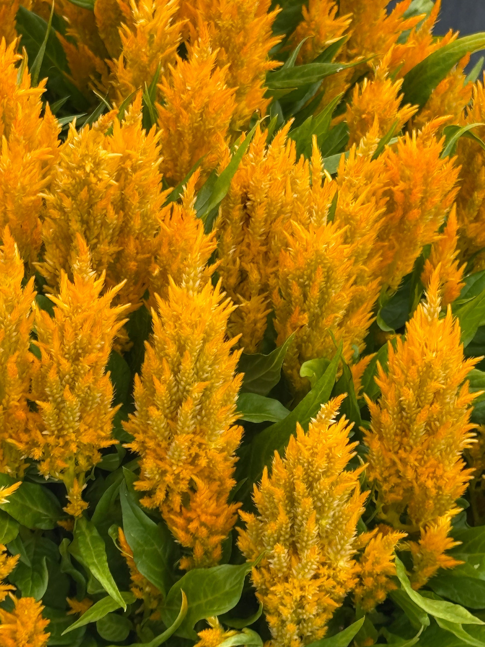 Celosia plumosa Fresh Look Yellow | Feather Celosia therapyofflowers.com