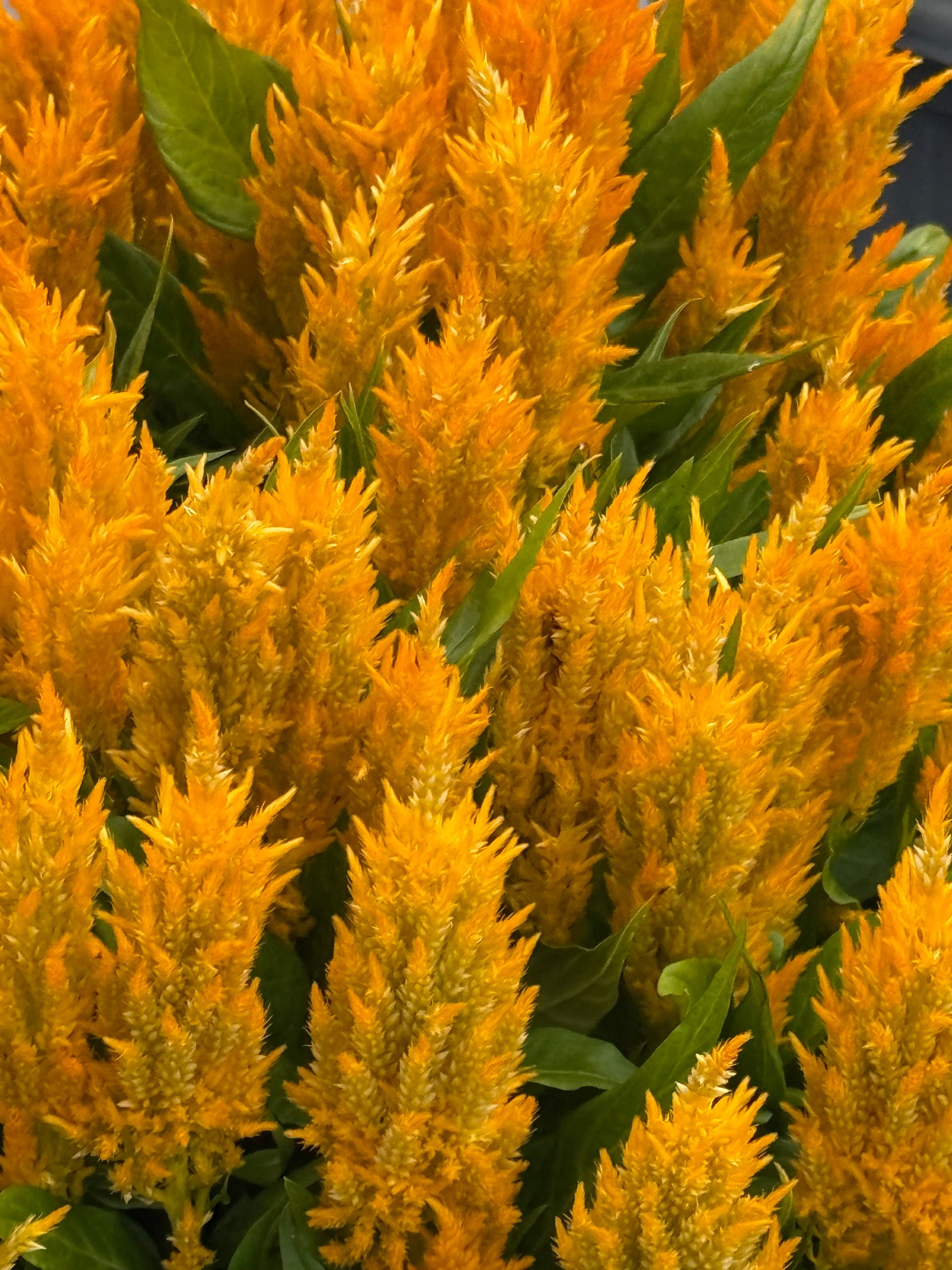 Celosia plumosa Fresh Look Yellow | Feather Celosia therapyofflowers.com