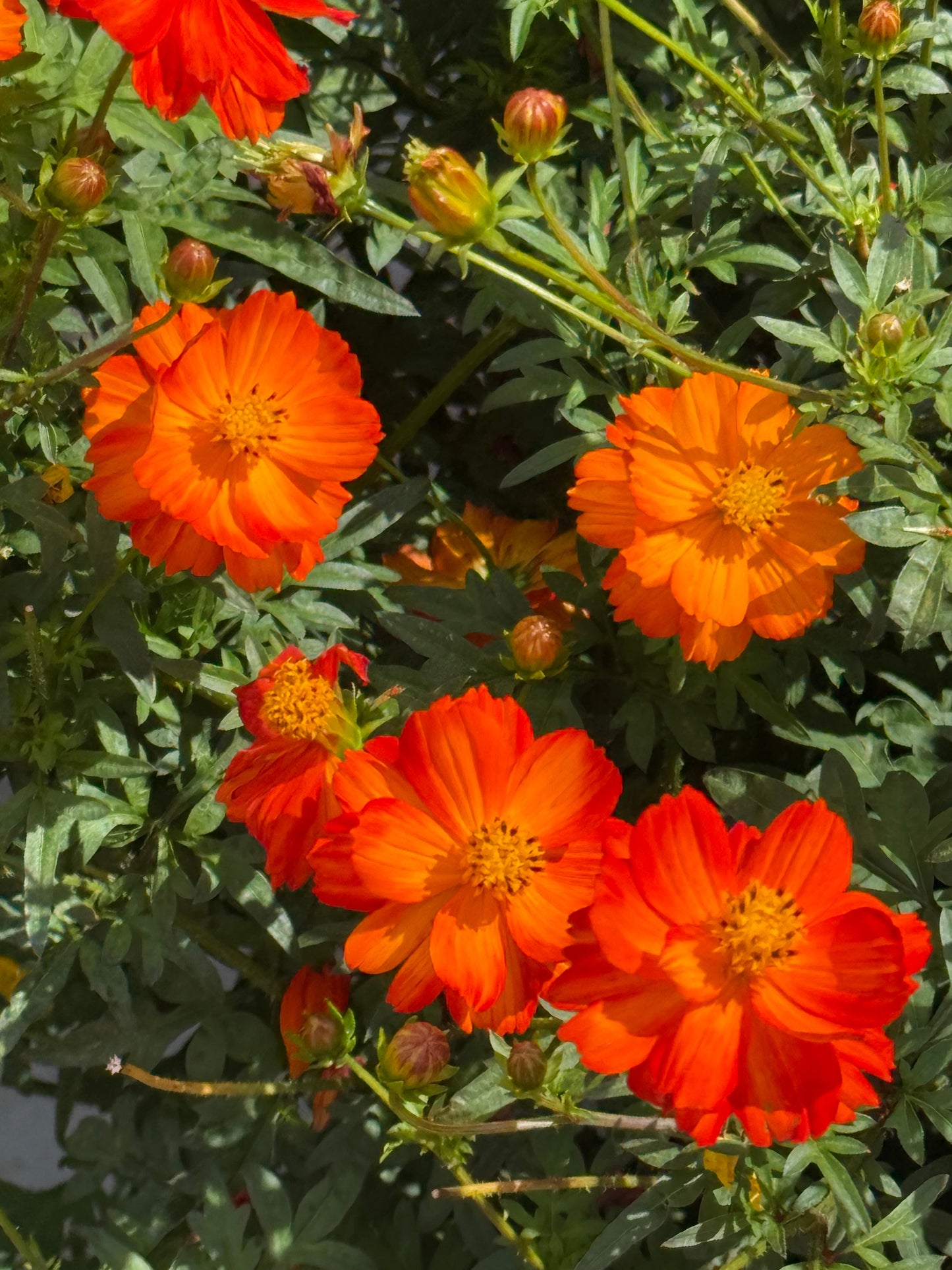 Cosmos sulphureus Cosmic Orange | Sulphur Cosmos therapyofflowers.com