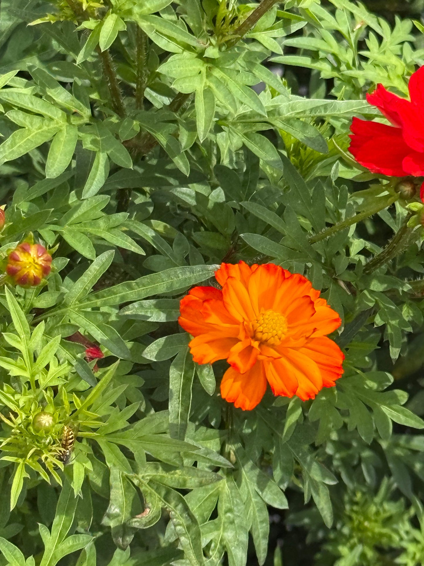 Cosmos sulphureus Cosmic Orange | Sulphur Cosmos therapyofflowers.com