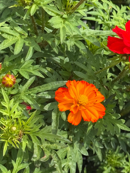 Cosmos sulphureus Cosmic Orange | Sulphur Cosmos therapyofflowers.com