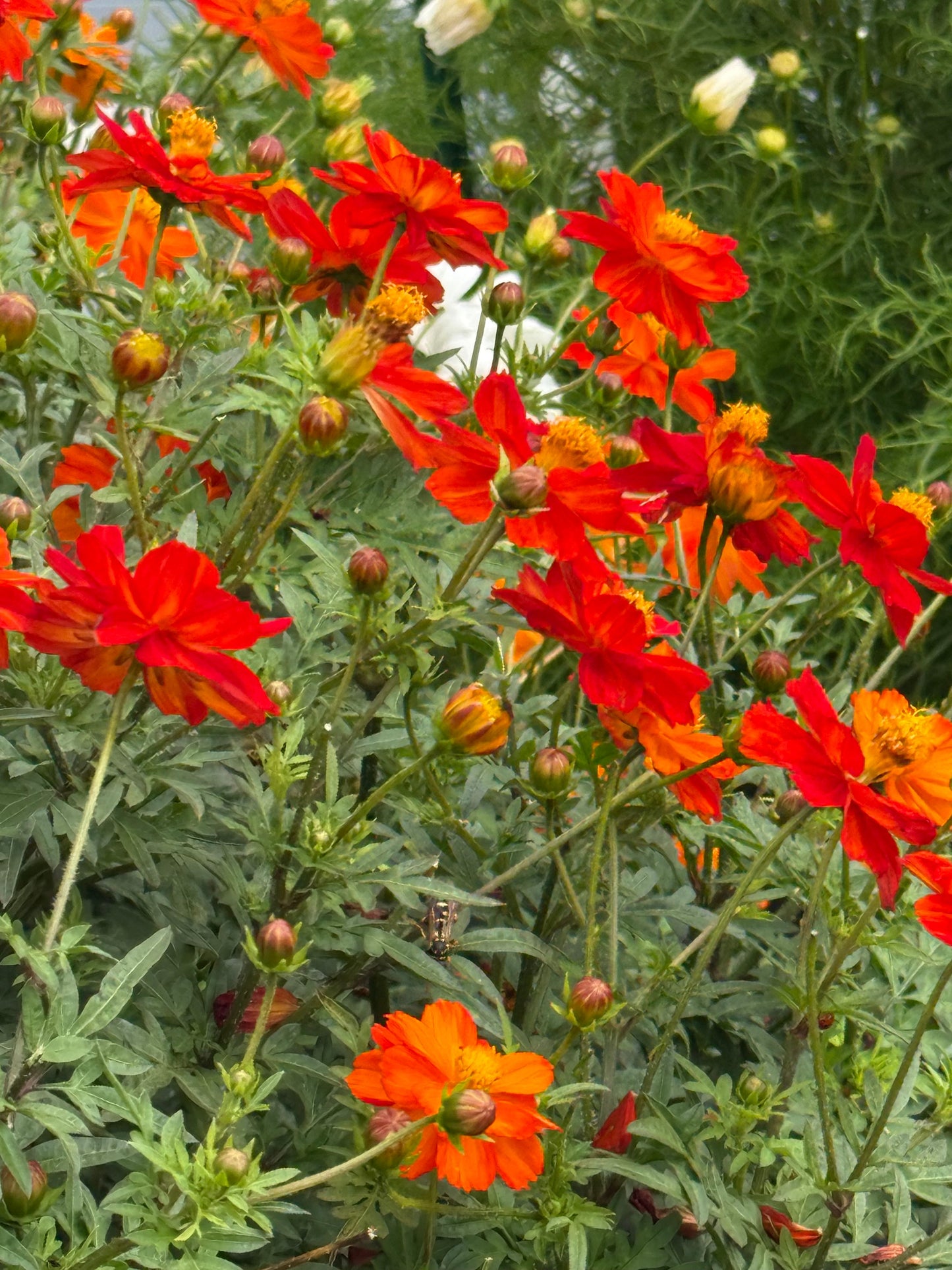 Cosmos sulphureus Cosmic Orange | Sulphur Cosmos therapyofflowers.com