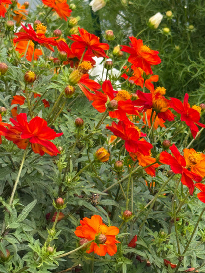 Cosmos sulphureus Cosmic Orange | Sulphur Cosmos therapyofflowers.com