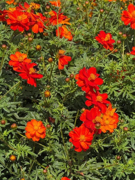 Cosmos sulphureus Cosmic Red | Sulphur Cosmos therapyofflowers.com