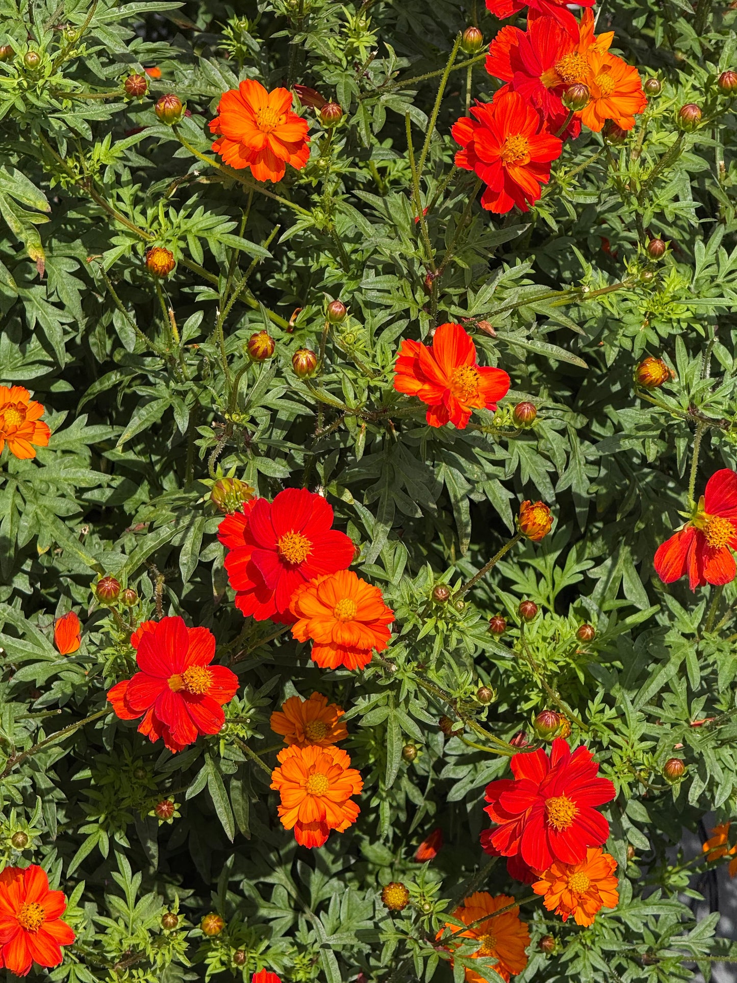 Cosmos sulphureus Cosmic Red | Sulphur Cosmos therapyofflowers.com