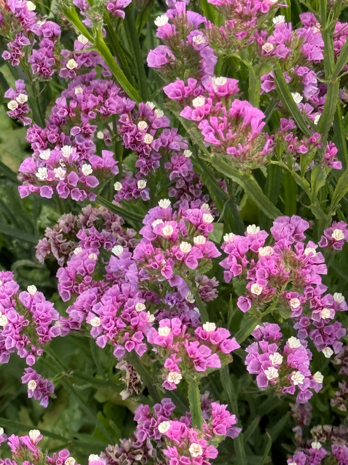 Jomotā limonija Hipster™ Rose | Limonium sinuatum