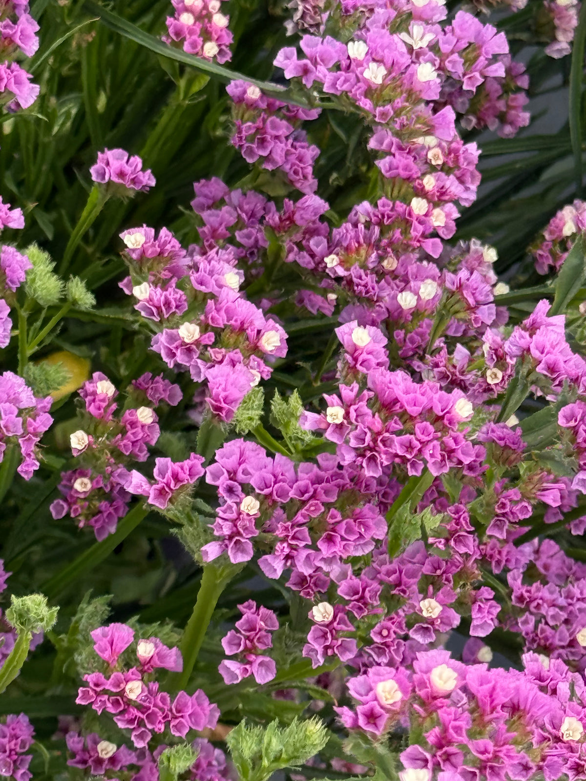 Jomotā limonija Hipster™ Rose | Limonium sinuatum