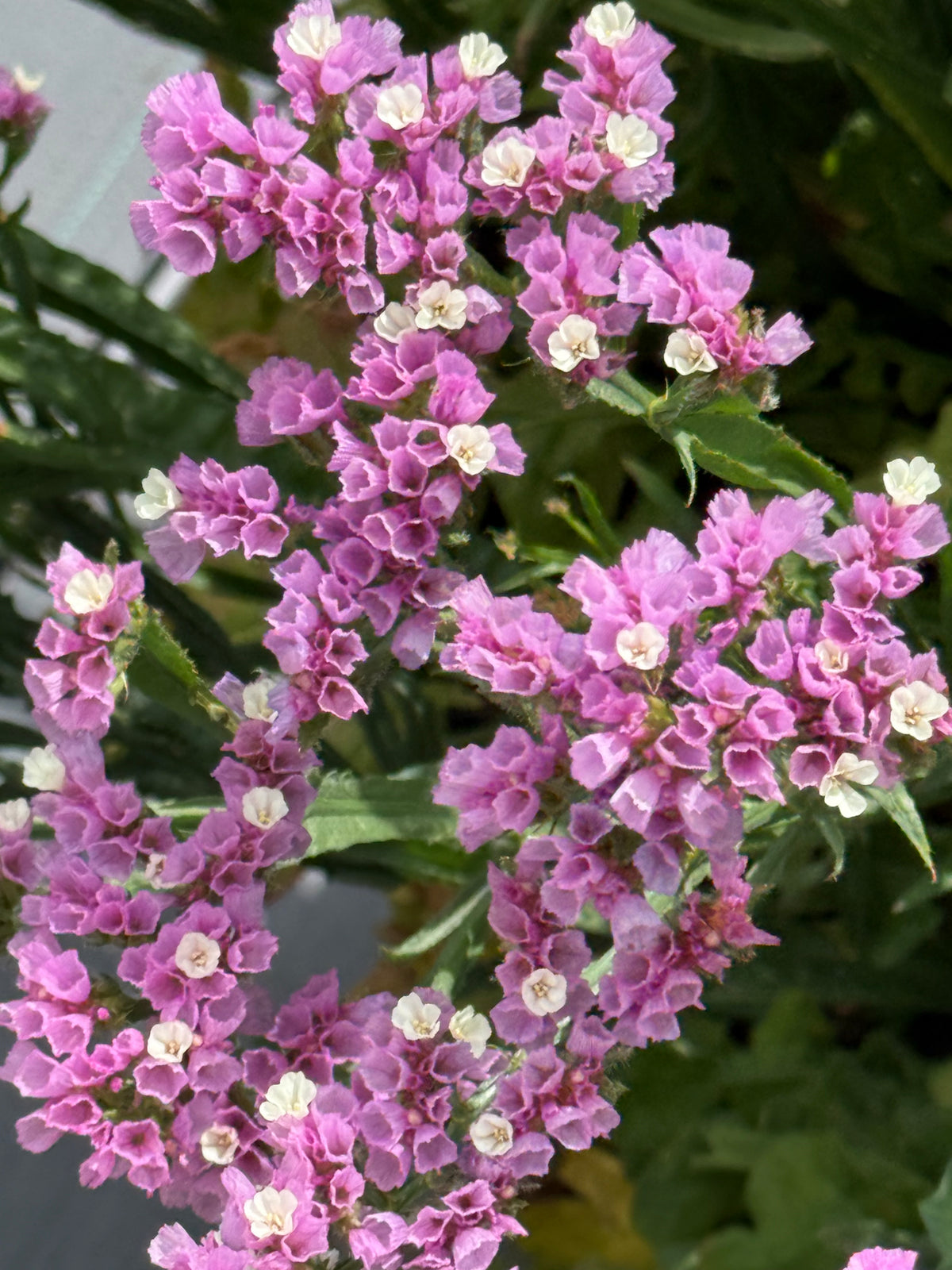 Jomotā limonija Hipster™ Rose | Limonium sinuatum