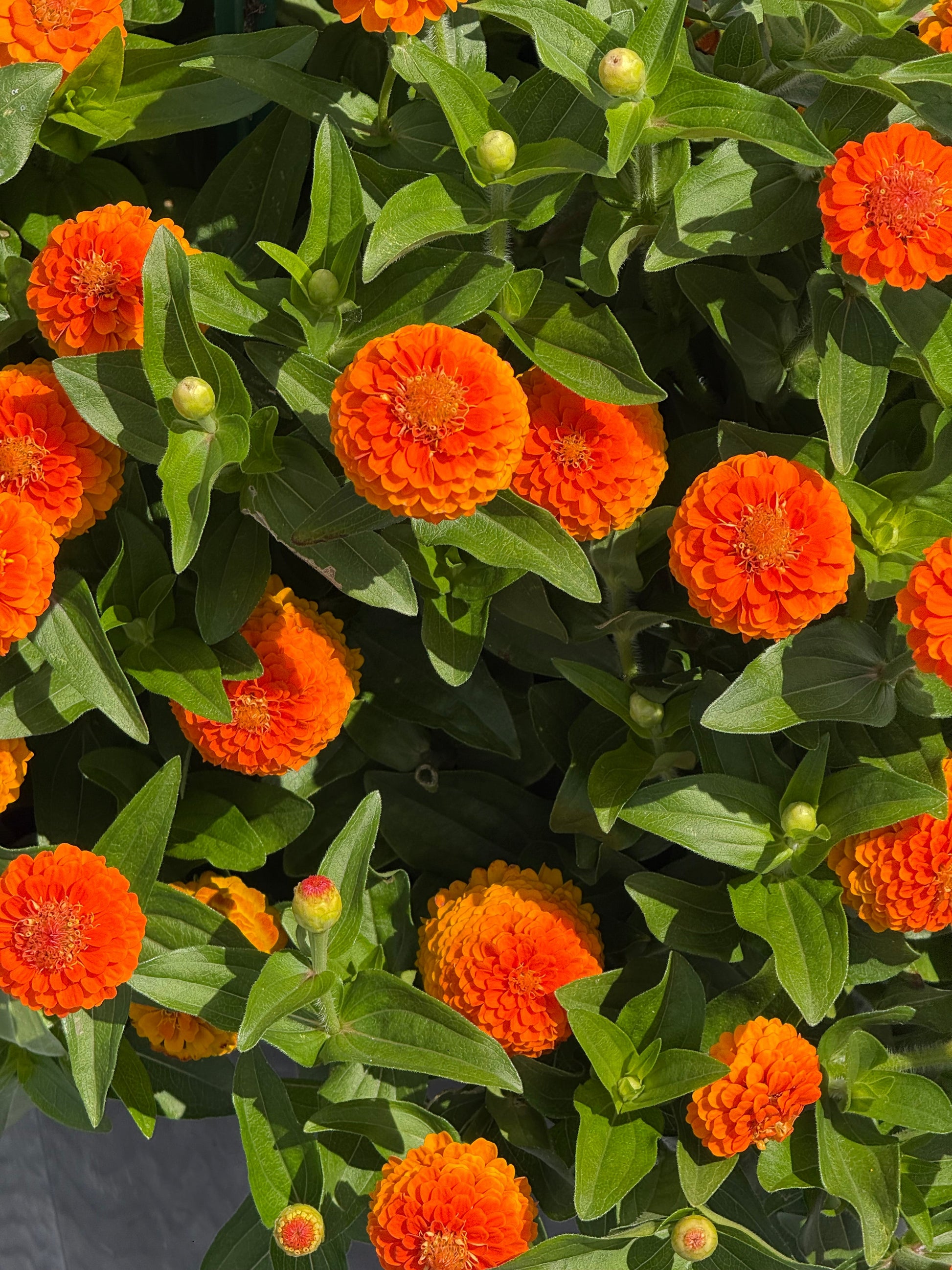 Zinnia elegans Zinnita Orange | Short, Excellent for pots therapyofflowers.com