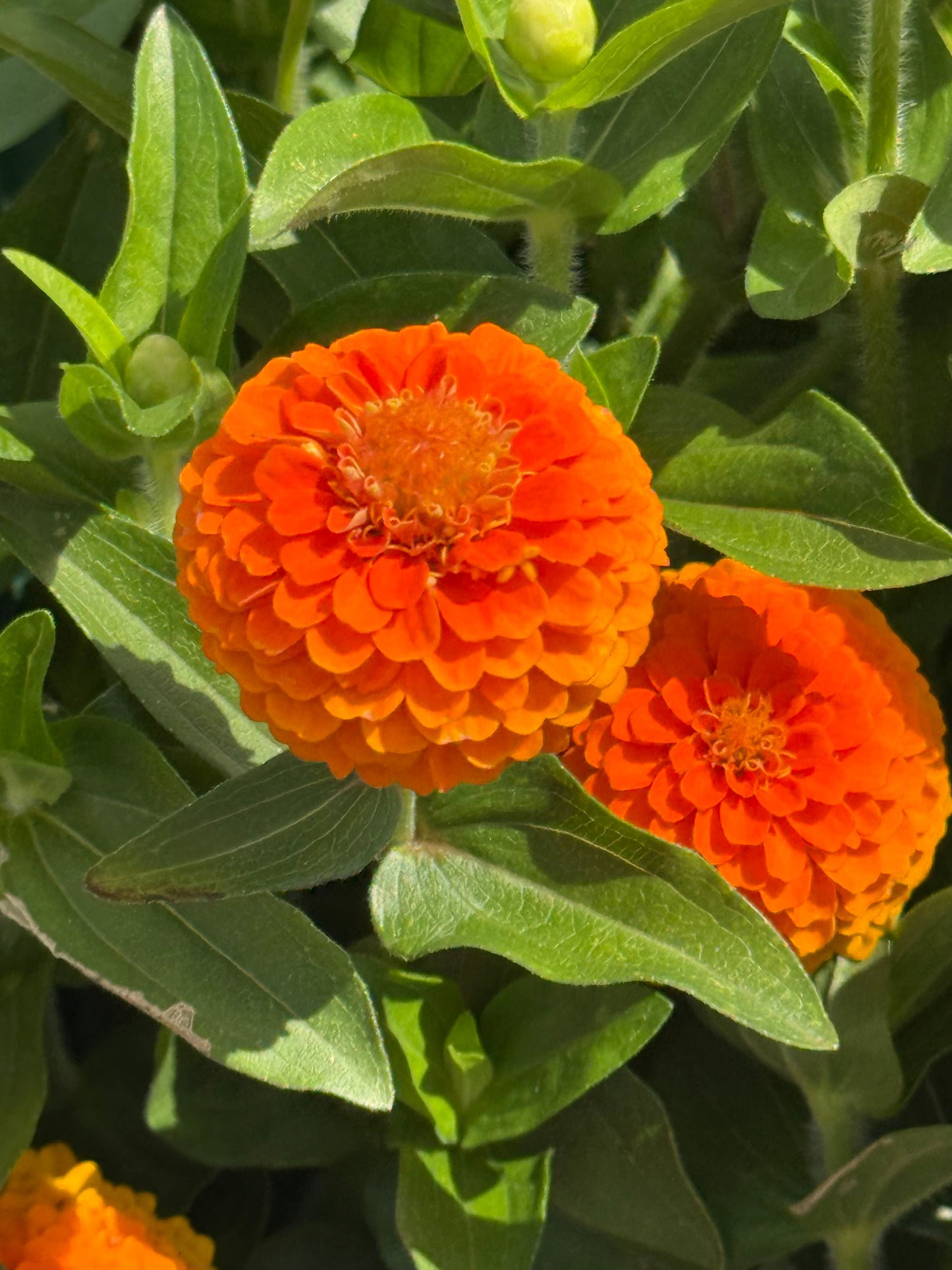 Zinnia elegans Zinnita Orange | Short, Excellent for pots therapyofflowers.com