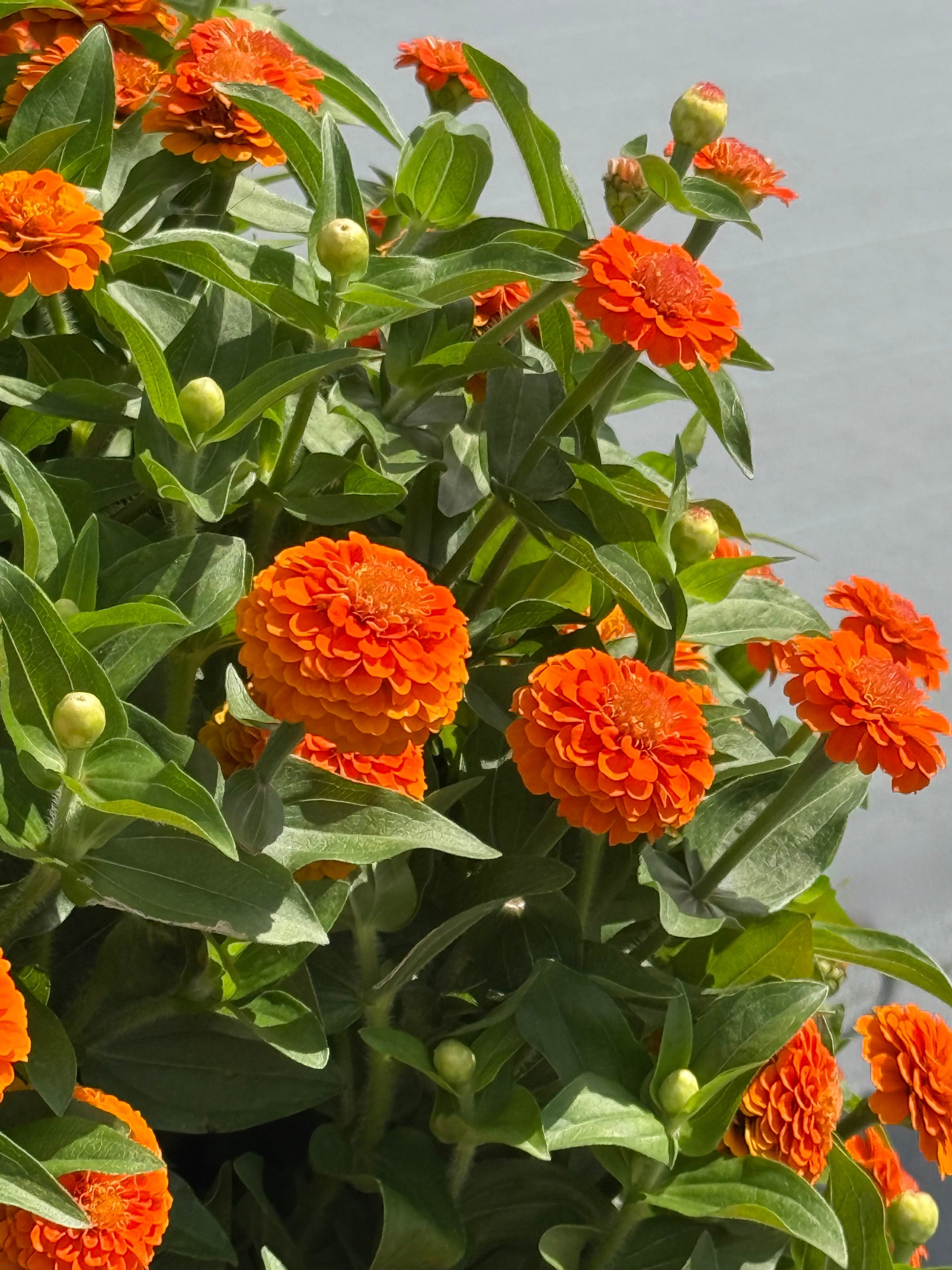 Zinnia elegans Zinnita Orange | Short, Excellent for pots therapyofflowers.com