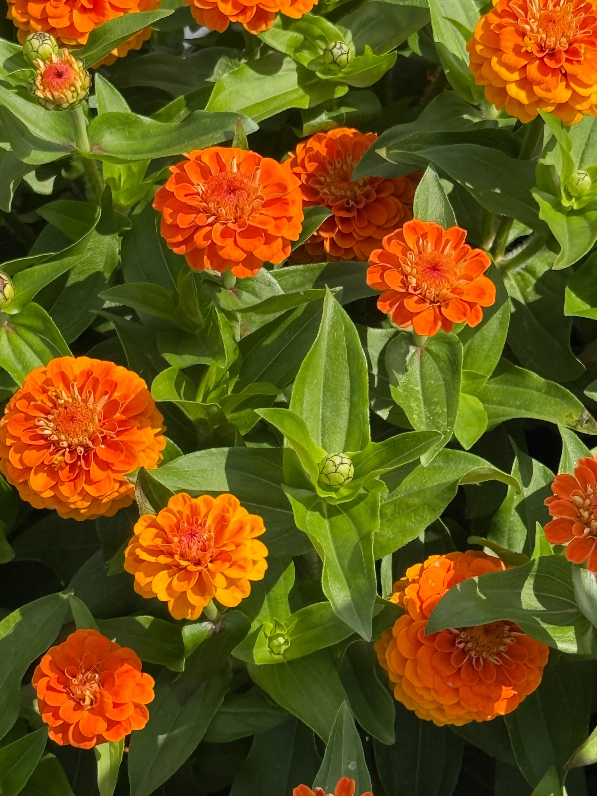 Zinnia elegans Zinnita Orange | Short, Excellent for pots therapyofflowers.com