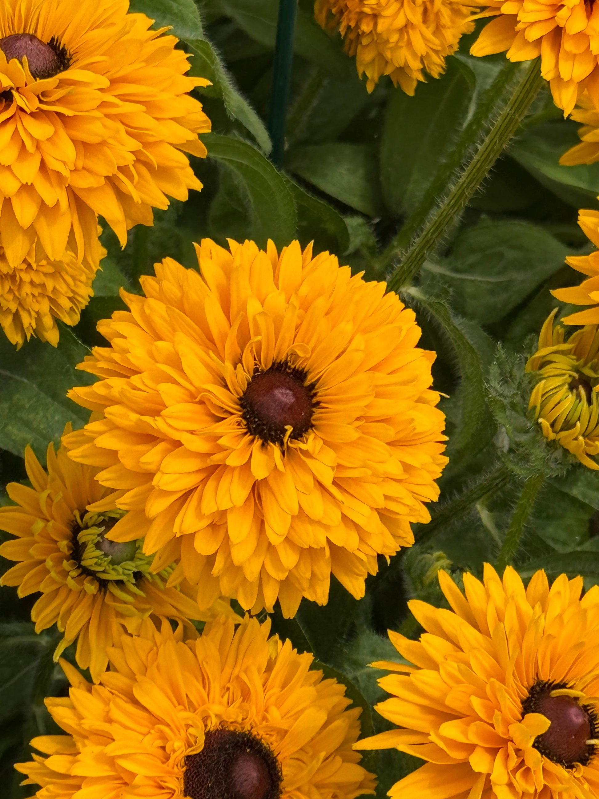 Rudbeckia hirta Maya | Black-Eyed Susan | Cut Flower therapyofflowers.com