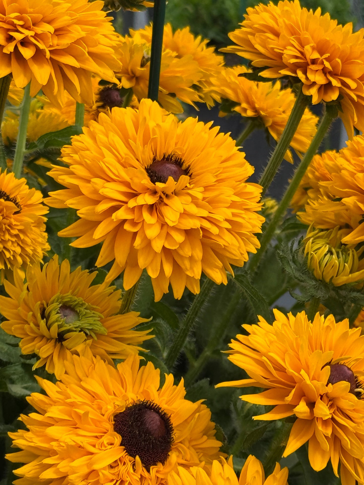 Rudbeckia hirta Maya | Black-Eyed Susan | Cut Flower therapyofflowers.com