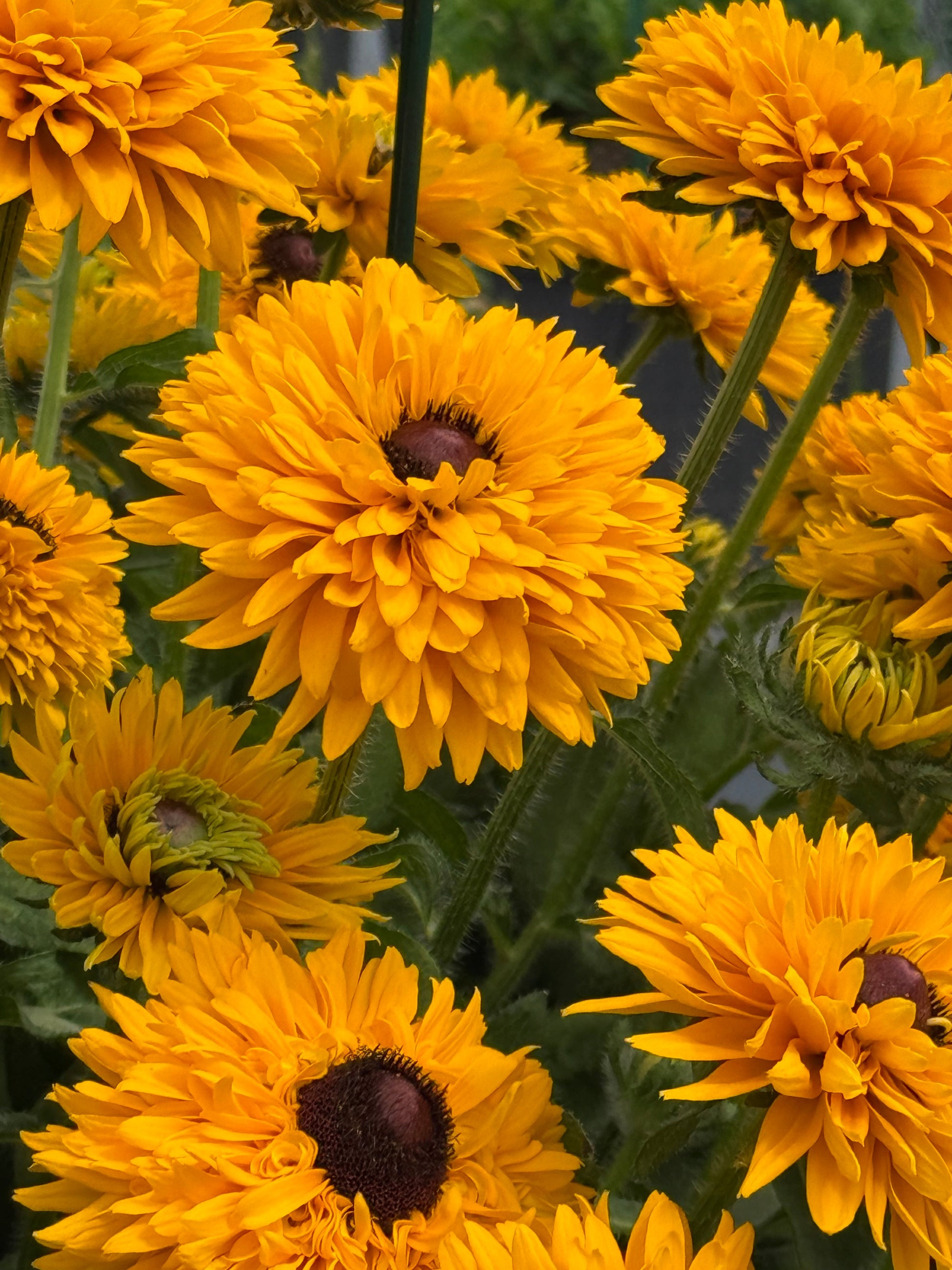 Rudbeckia hirta Maya | Black-Eyed Susan | Cut Flower therapyofflowers.com