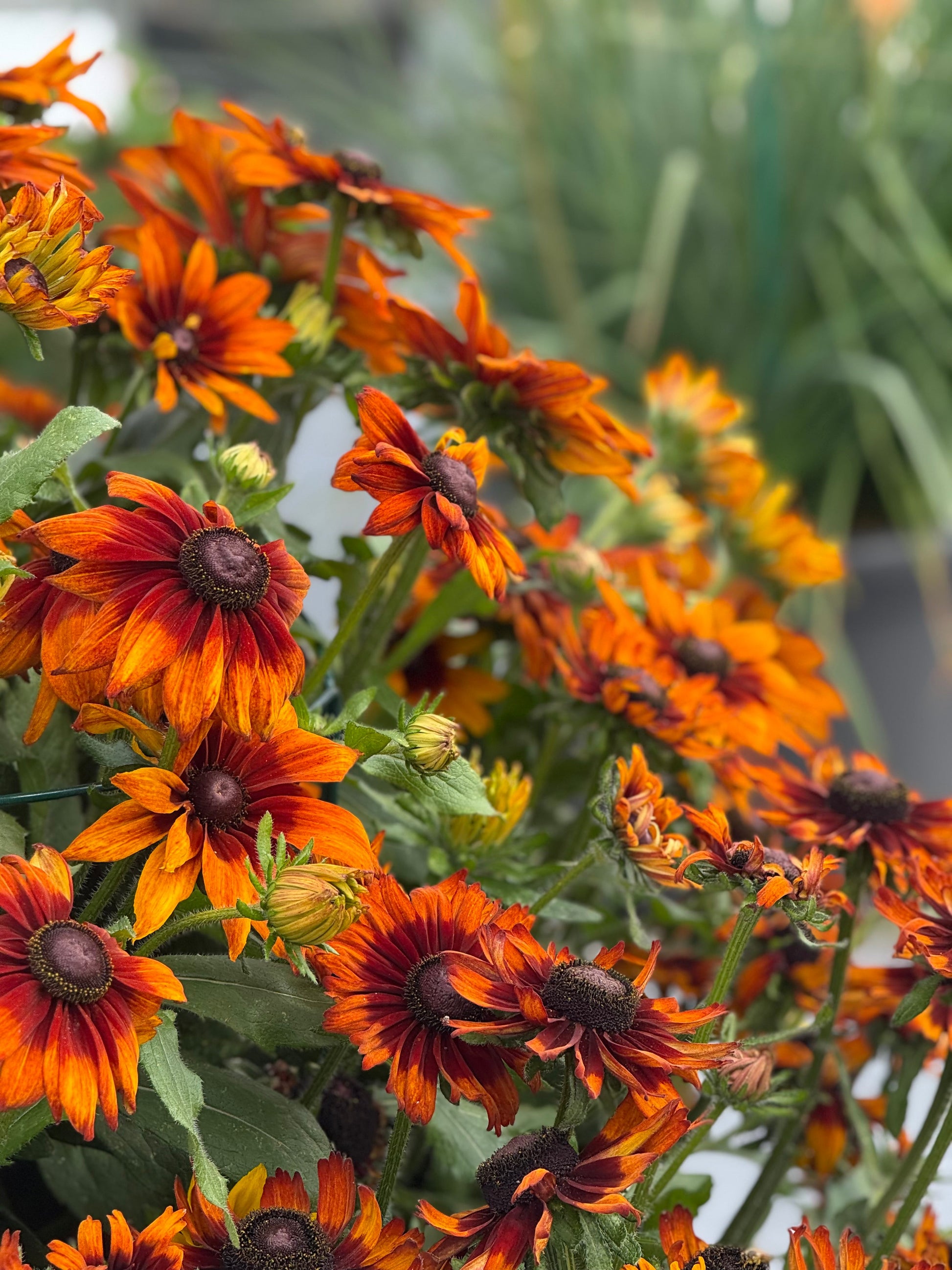 Rudbeckia hirta Autumn Colors | Black-Eyed Susan | Cut Flower therapyofflowers.com