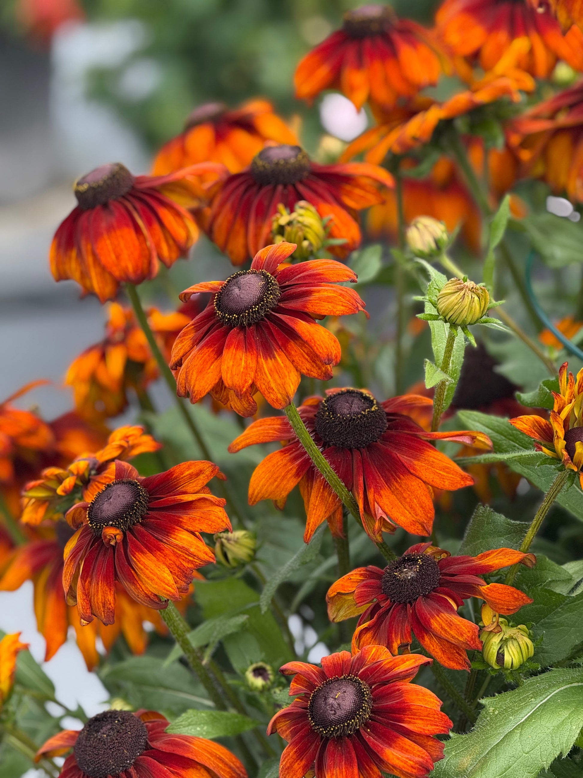 Rudbeckia hirta Autumn Colors | Black-Eyed Susan | Cut Flower therapyofflowers.com