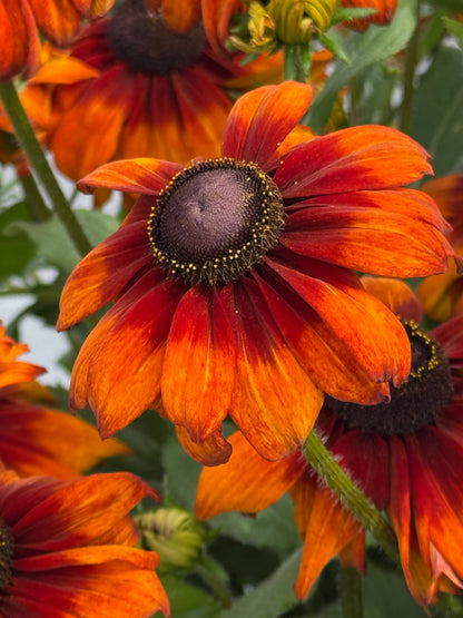 Rudbeckia hirta Autumn Colors | Black-Eyed Susan | Cut Flower therapyofflowers.com