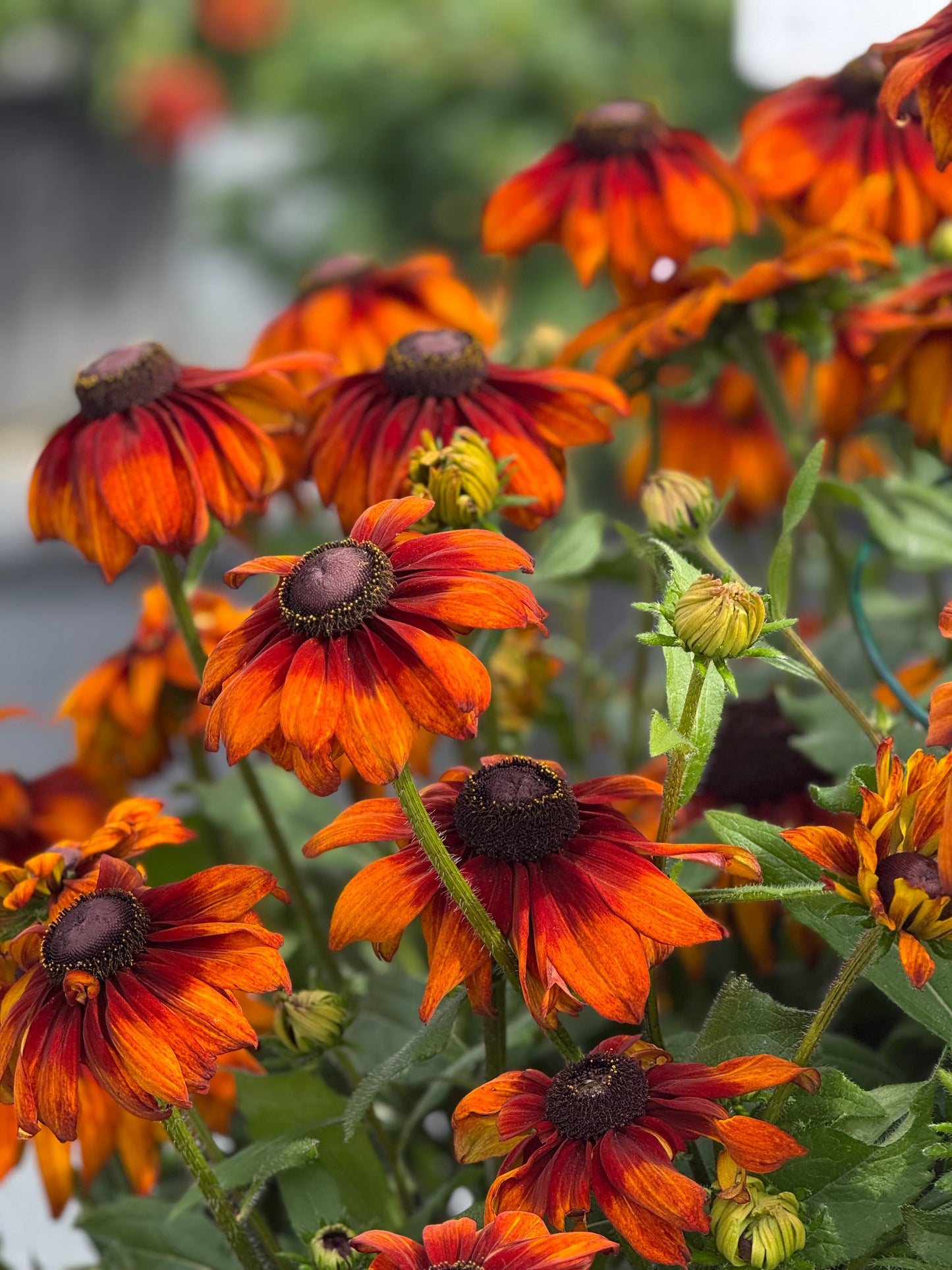 Rudbeckia hirta Autumn Colors | Black-Eyed Susan | Cut Flower therapyofflowers.com